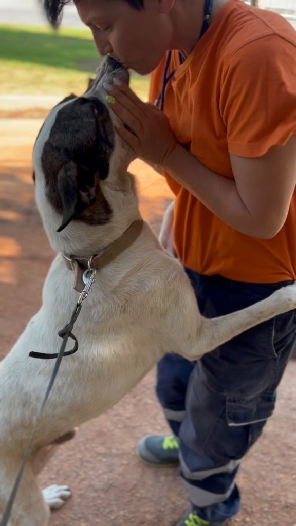 volunteer kissing a dog