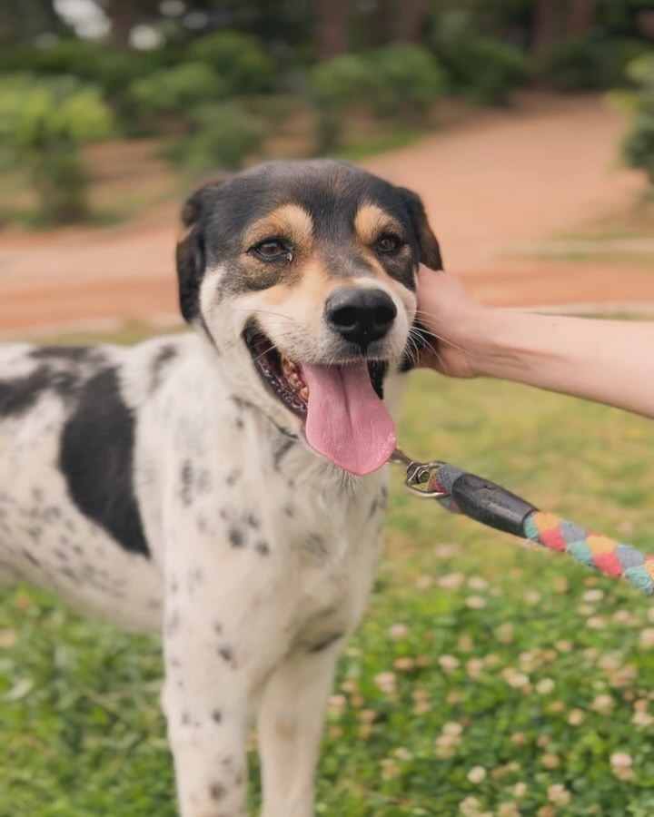 Dog named Angel