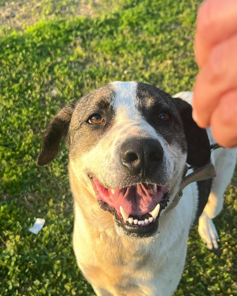 dog named Vago