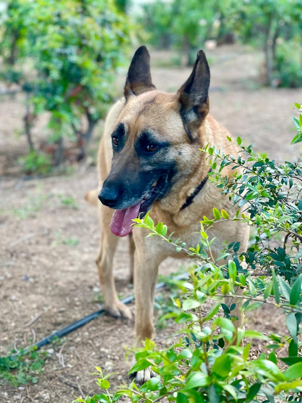 Brown medium sized dog named Amadeus standing behind a green bush