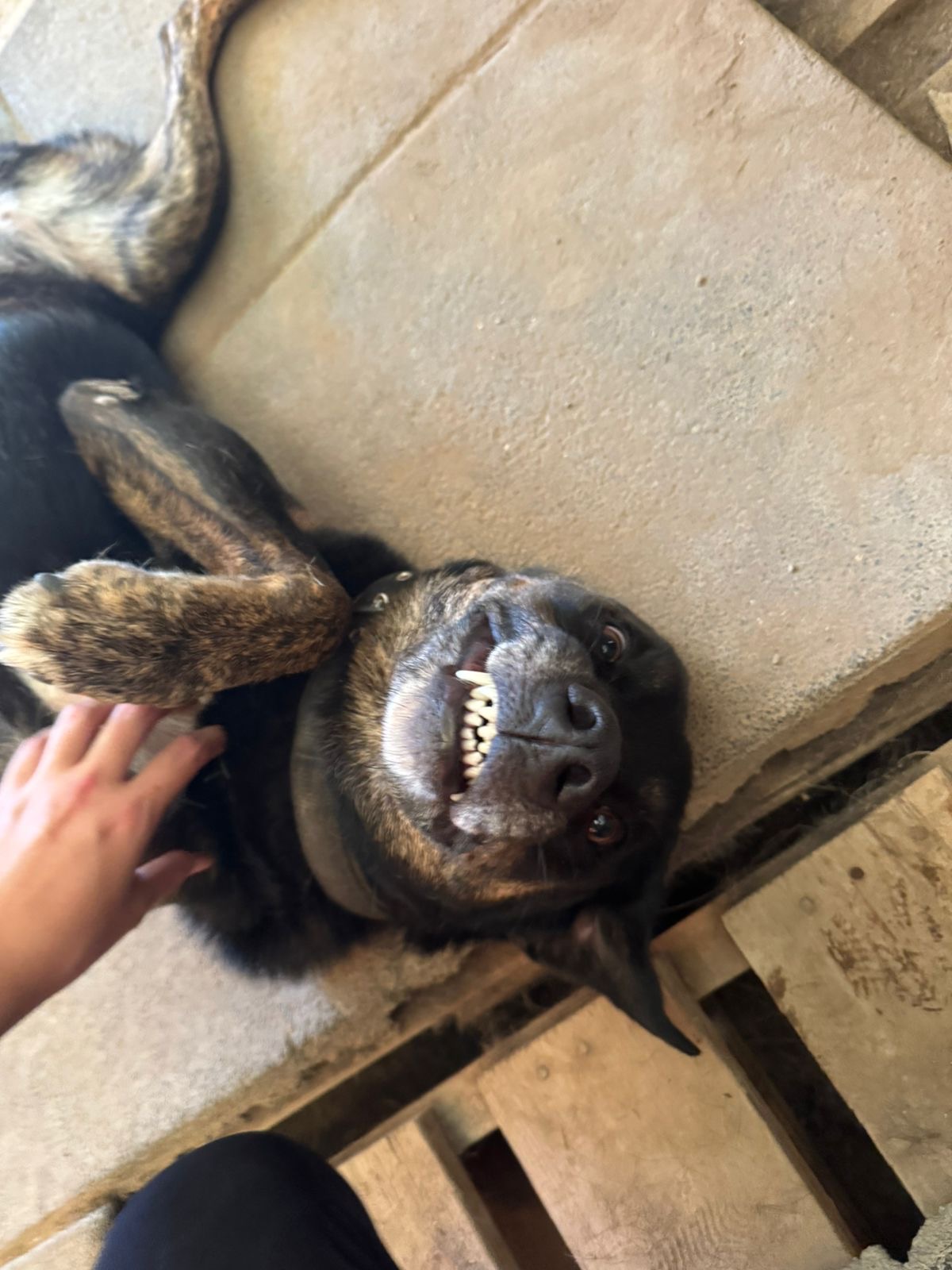 Luna smiling while laying on the floor