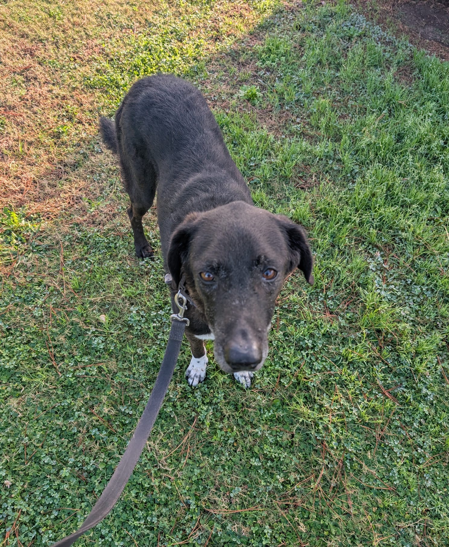 Happy Othello in the middle of his morning walk