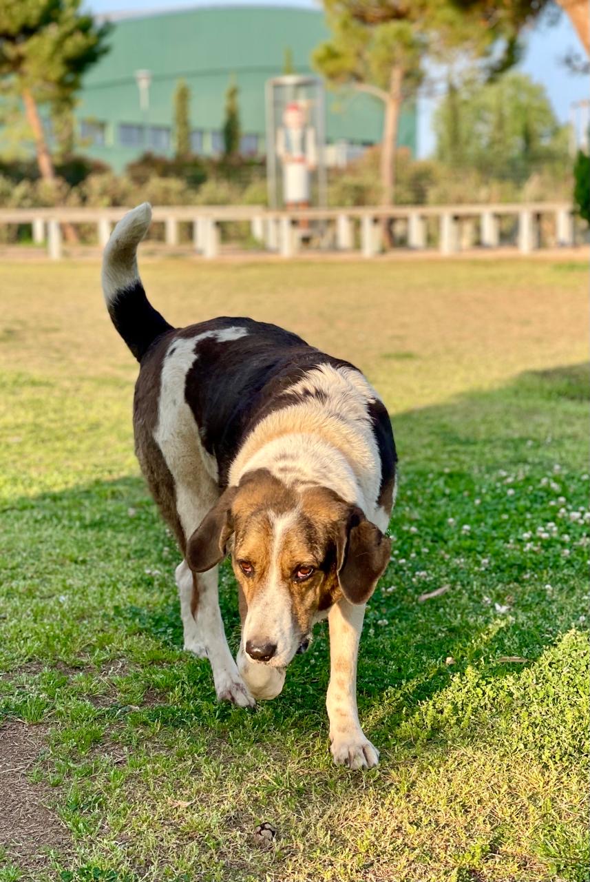 Oscar the dog waling on the park full of grass