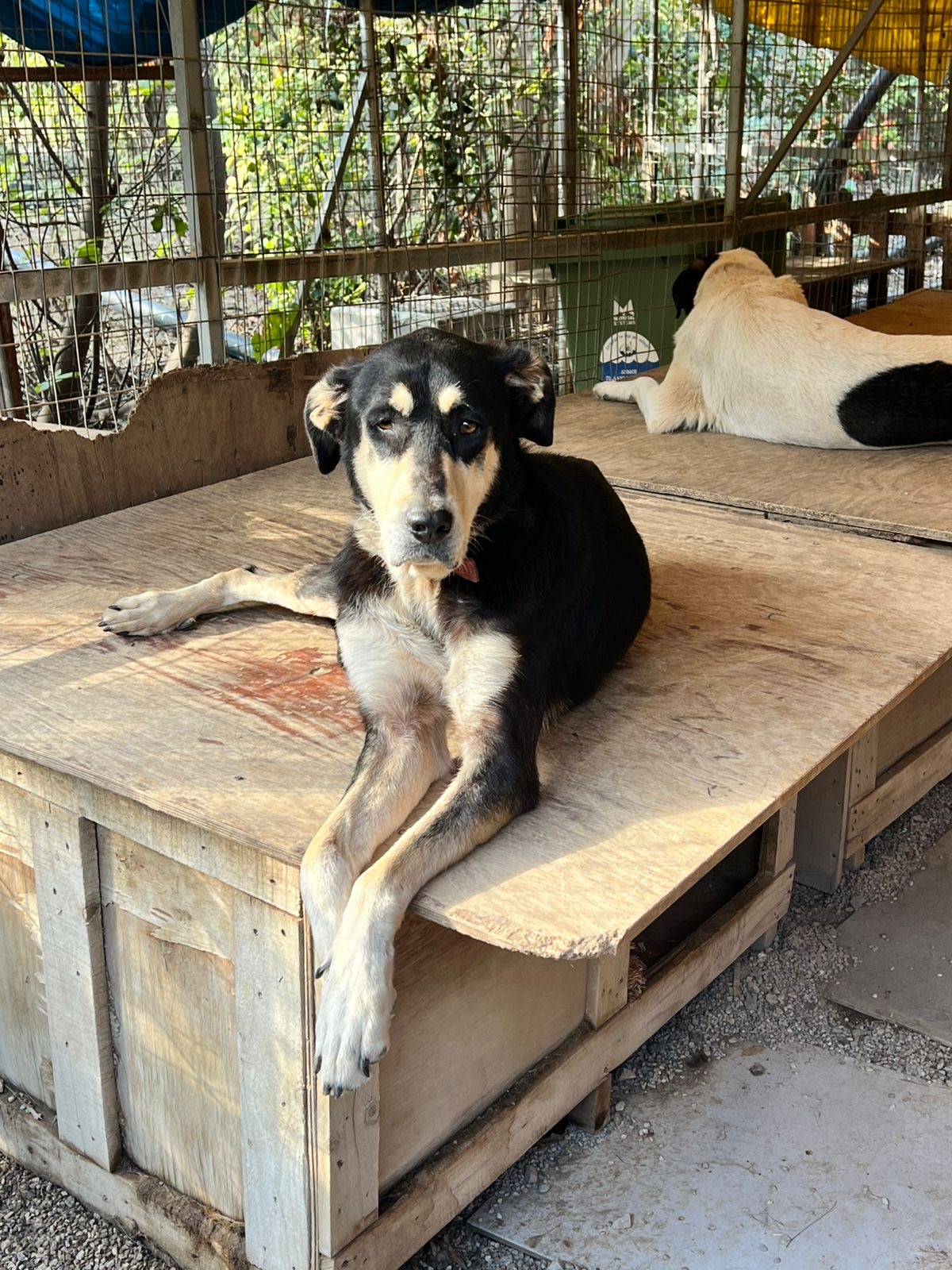 Brown and black doggie called Rosie laying on top of a wooden structure with an elegant aura.