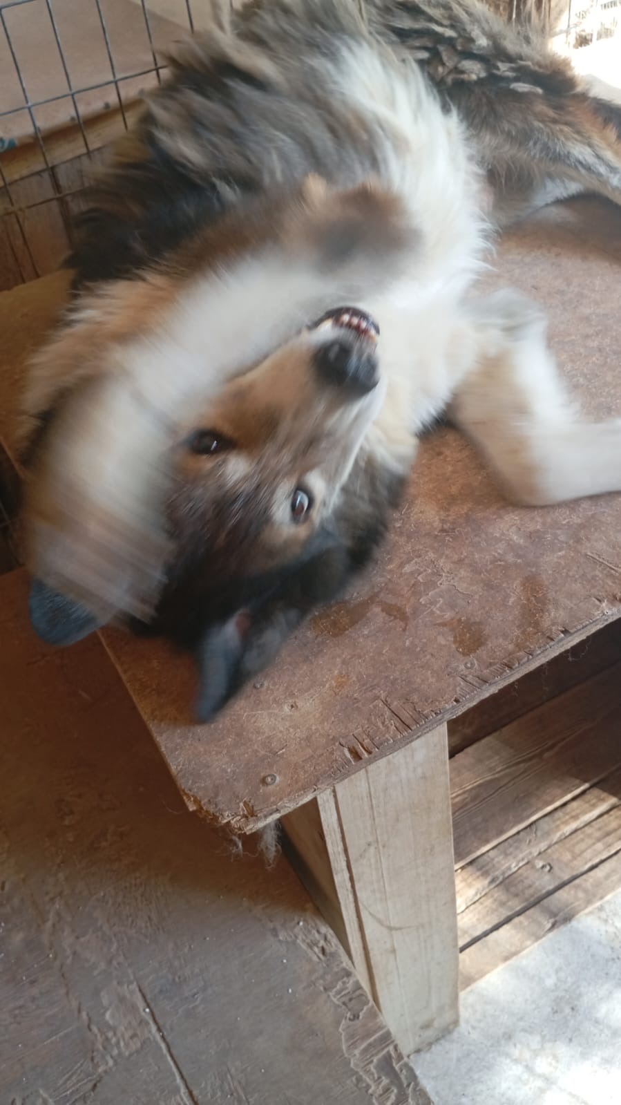 Whte and brown doggie named Iasonas playing and laying on top of a wooden structure
