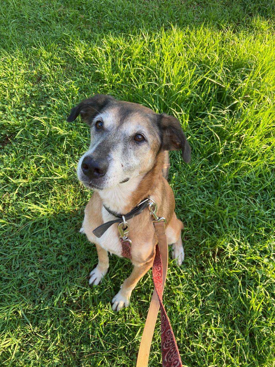 Happy Xenia doggie siting on the grass