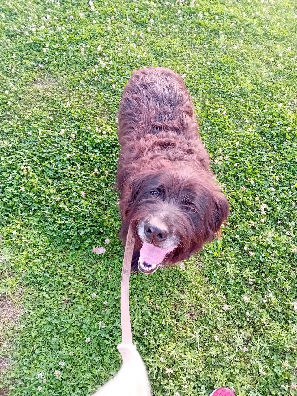 Long haired black dog named Blacky standing in the middle of a grass field