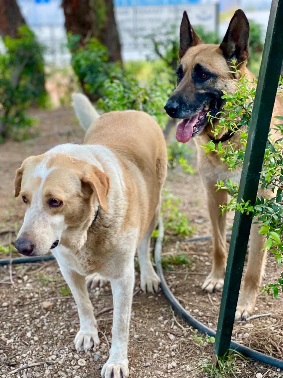 White and orangeish doggie named Susi in the park with her dog friend Amadeus