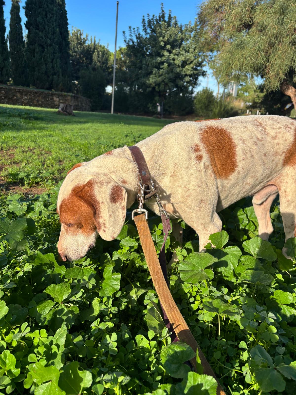 A brown and white doggie called Fiovos is smelling the grass