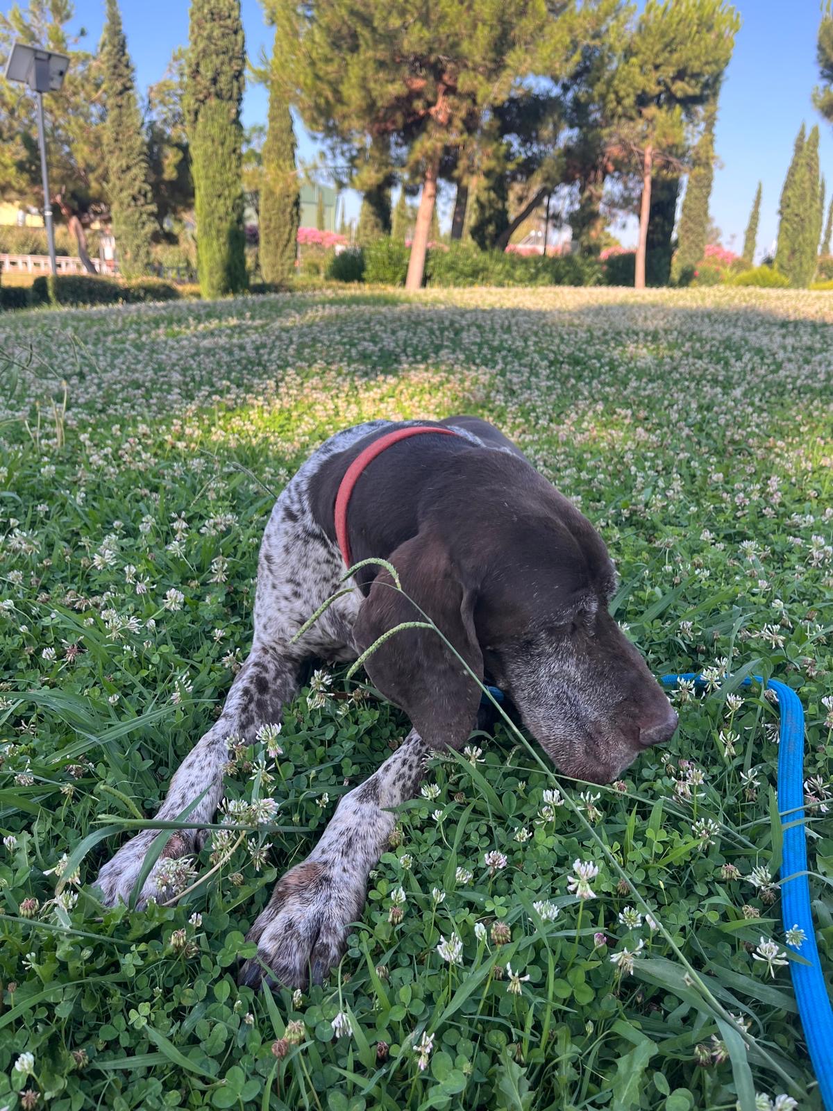Brown and white big doggie named Roko laying on the grass for a nap