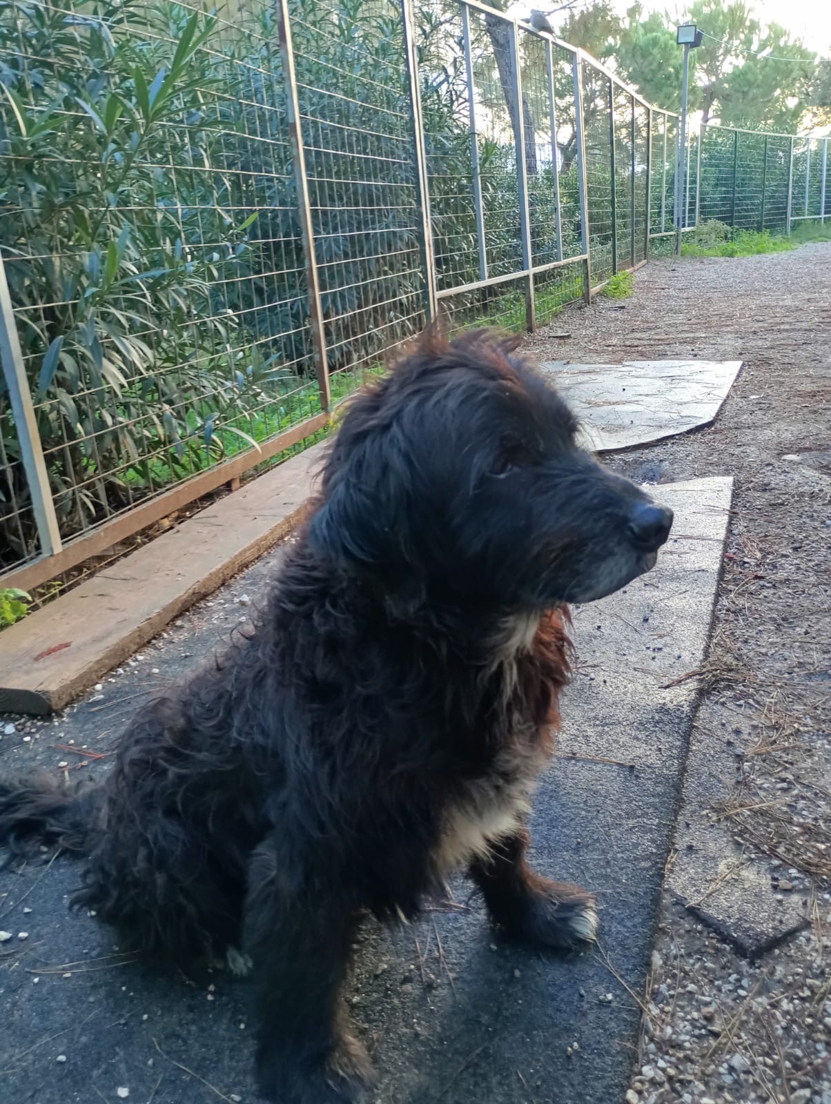 Black long haired dog named Blacky sitting in the middle of the dog's playground