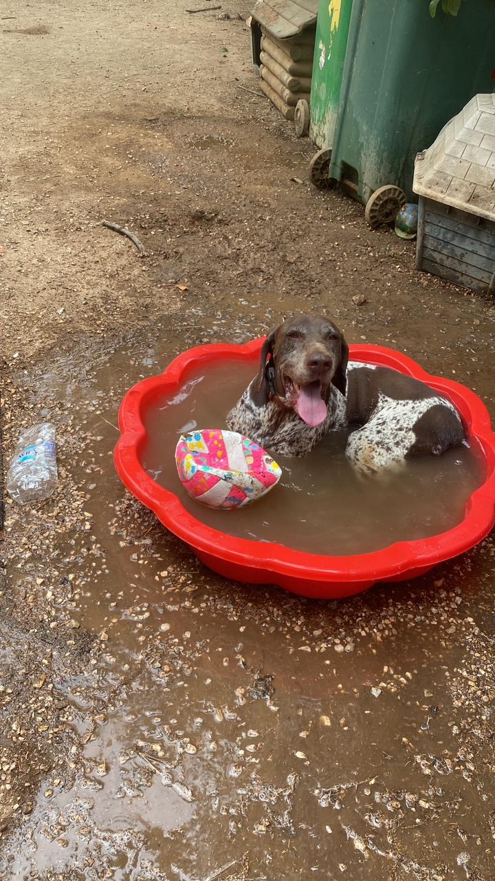 Brown and white doggie named Roko relaxing on his own swimmingpool with his favorite red and white ball