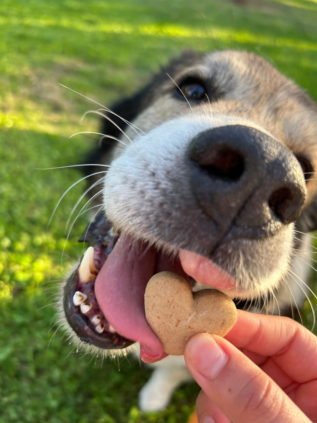 Brown and white medium sized doggie eating a heart shaped cookie