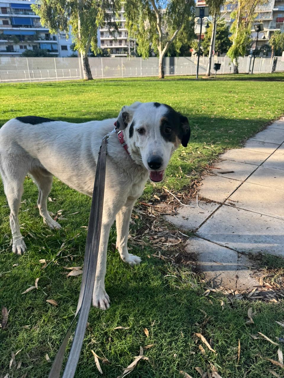 White and black dog called Cotton standing on top of the grass field