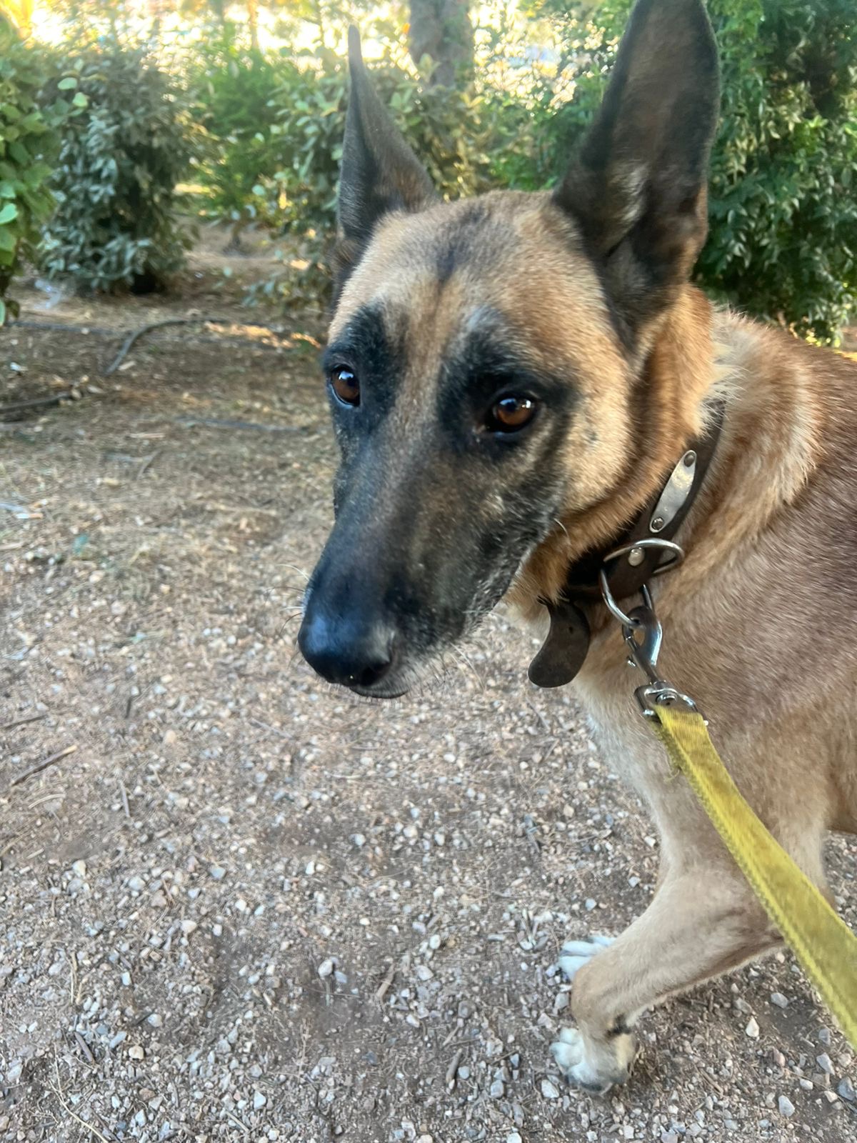 Brown medium sized doggie named Amadeus looking at the camera while walking on the park