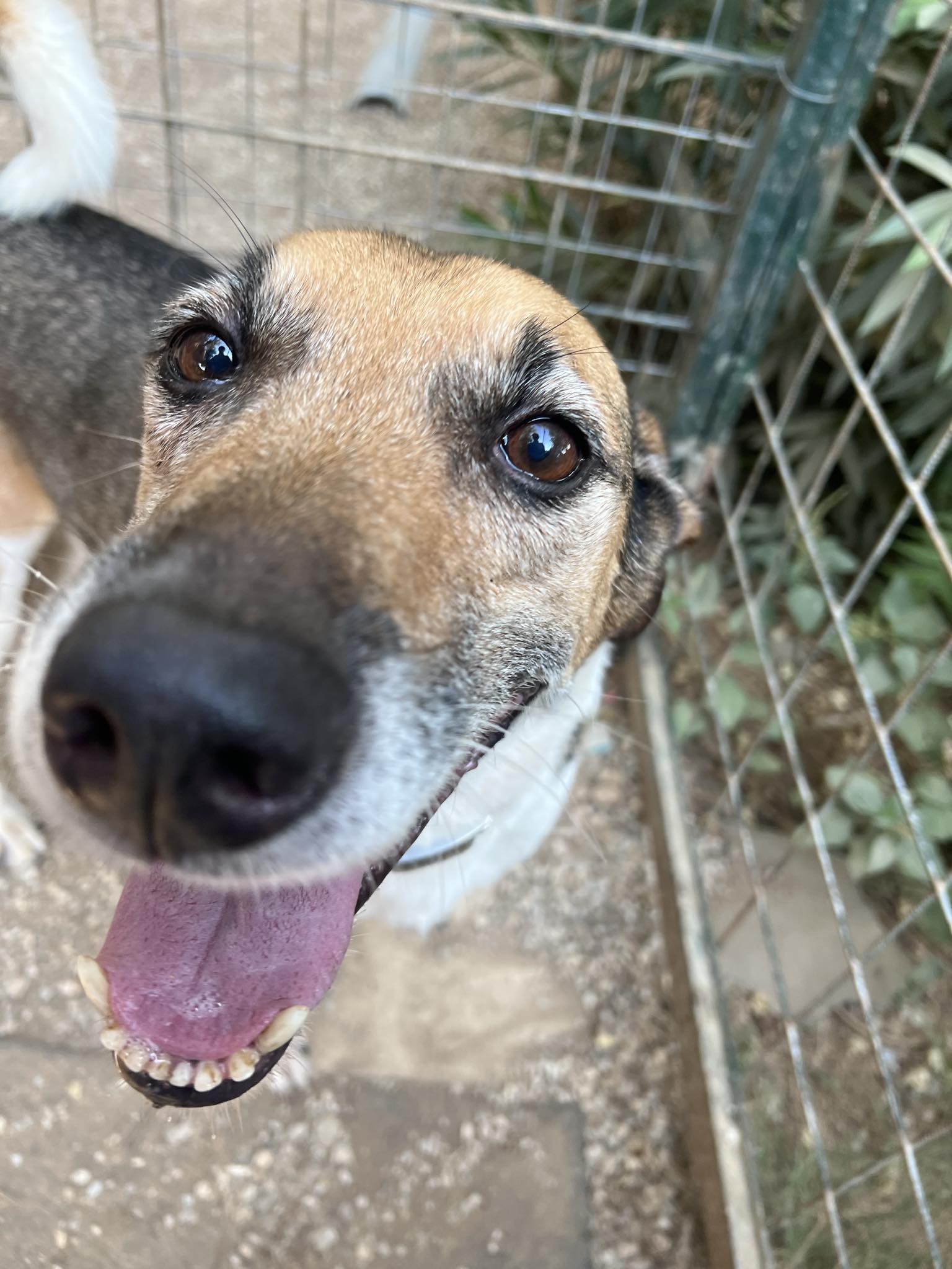 Brown and white medium sized dog face with a smile