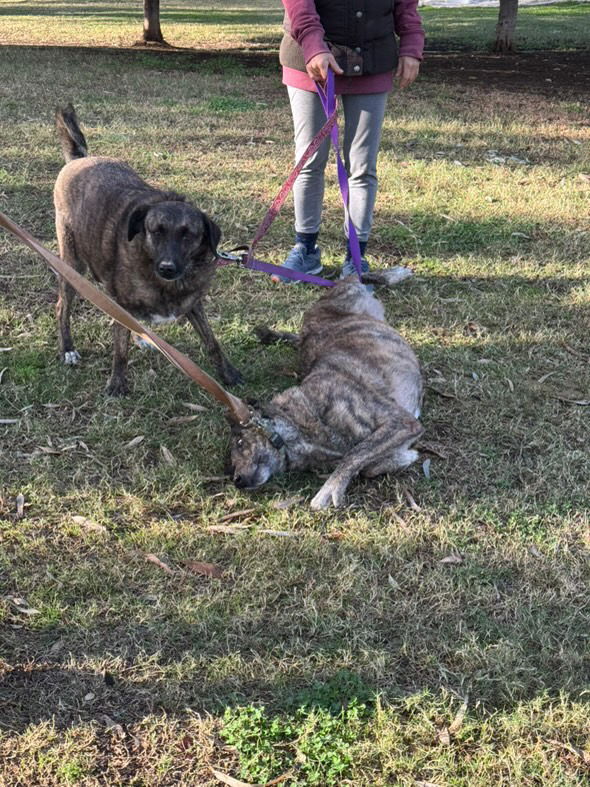 Two brown twin doggies playing and layin in the ground during one of their morning walks 