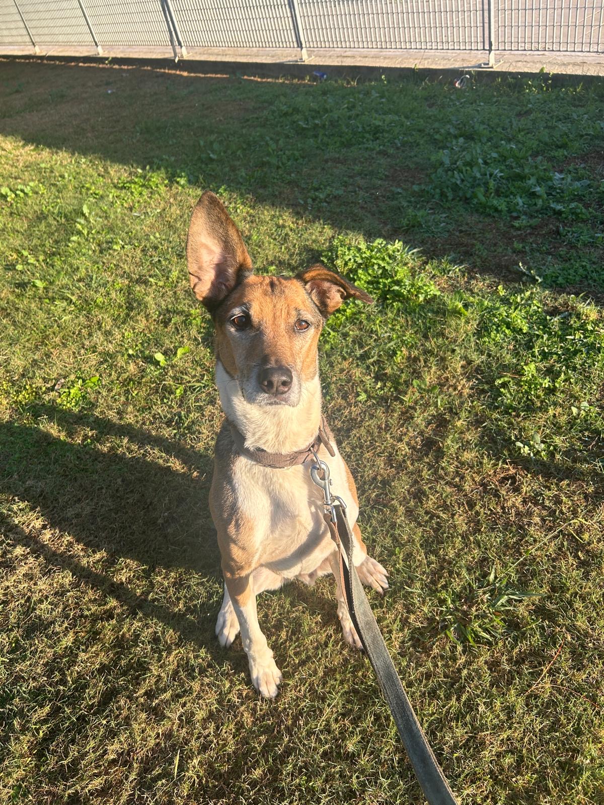 Brown and white dog named Jimmy sited in the middle of a grass field with one ear up