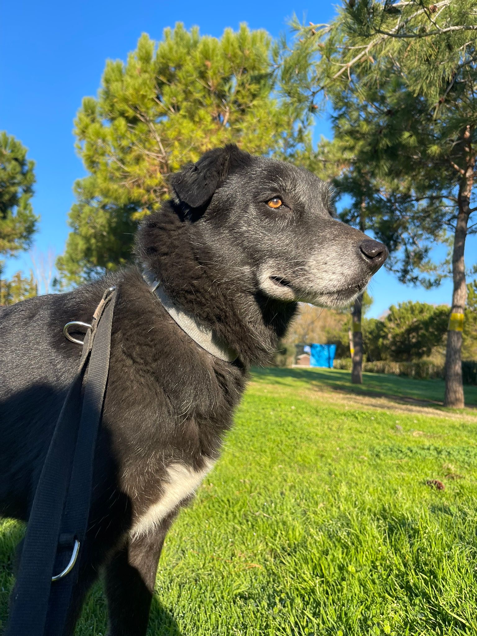 Black medium sized dog named Pakita standing in the middel of a grass field during one of her morning walks