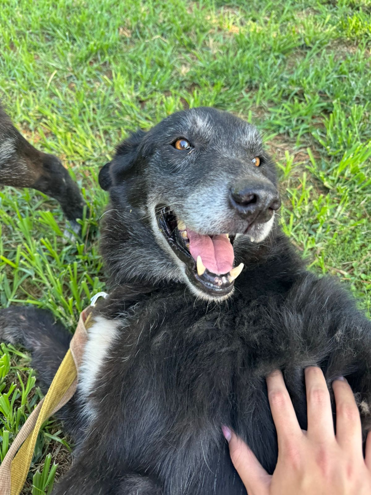 Black medium sized dog named Pakita laying on th grass with a happy face while one of the volunteers pets her
