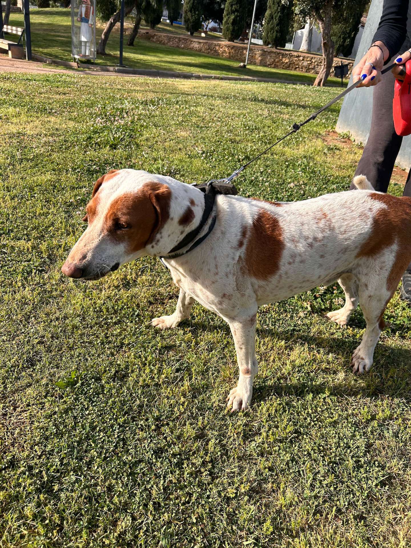 White and brown doggie walking with a leash on 