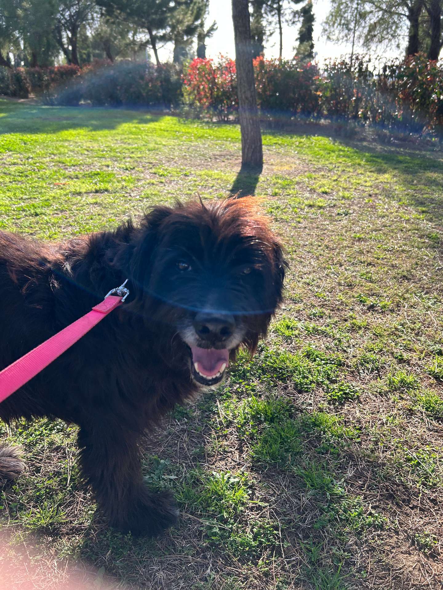 Blacky walking in the park 