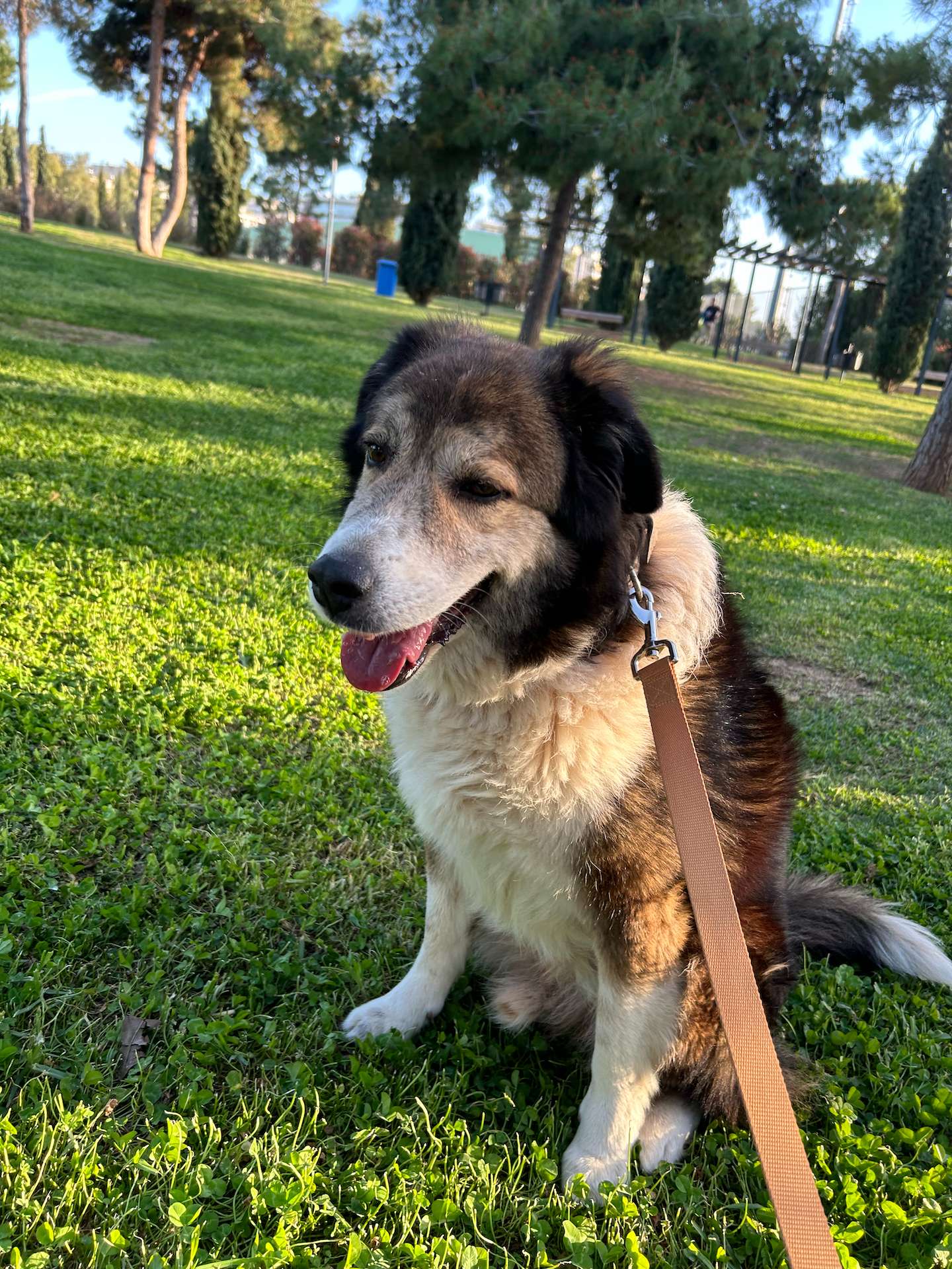 Brown and white dog named Iasonas sitting on the park