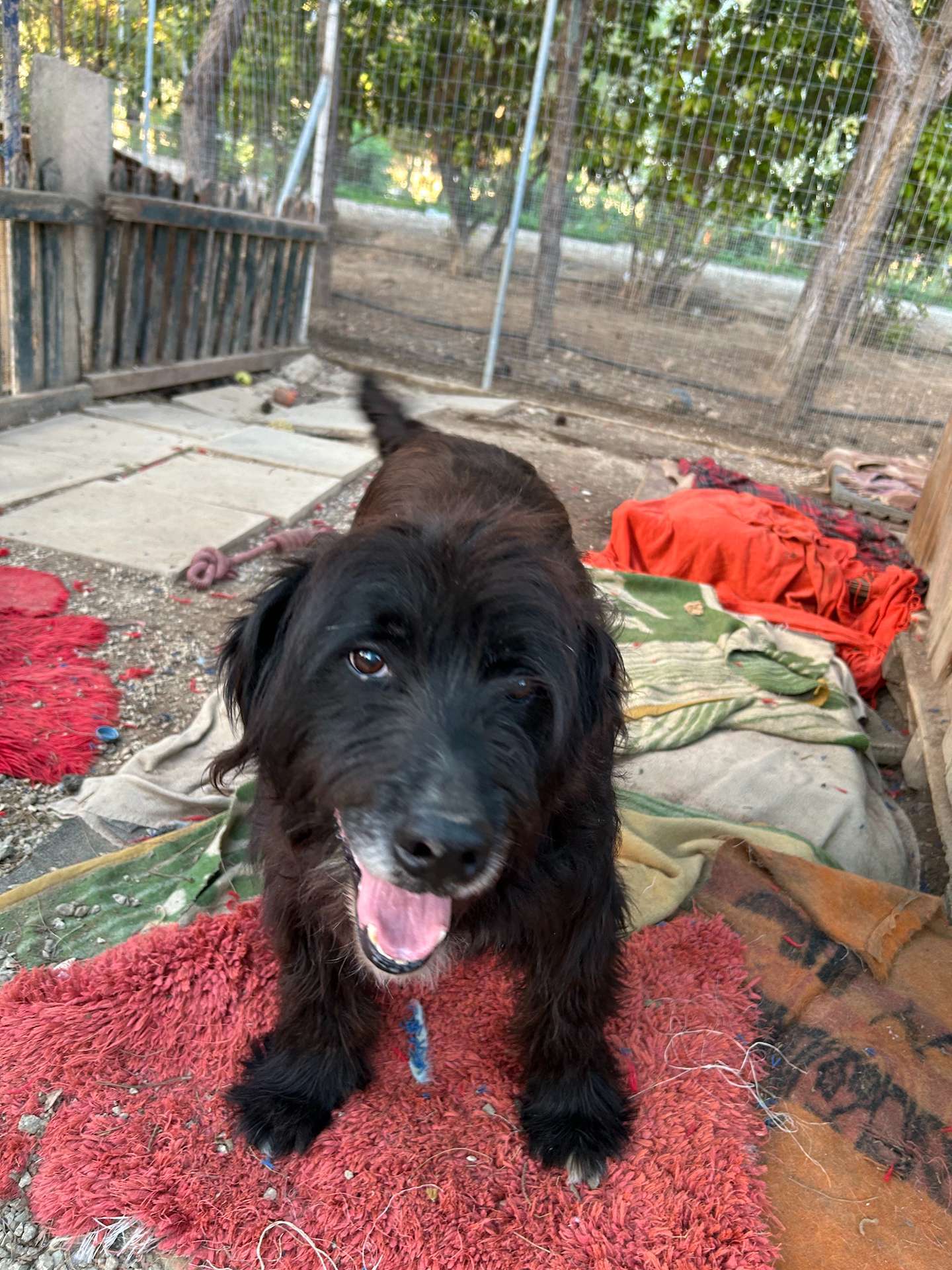 Smily long black haired dog called Blacky on top of colorful blaquets