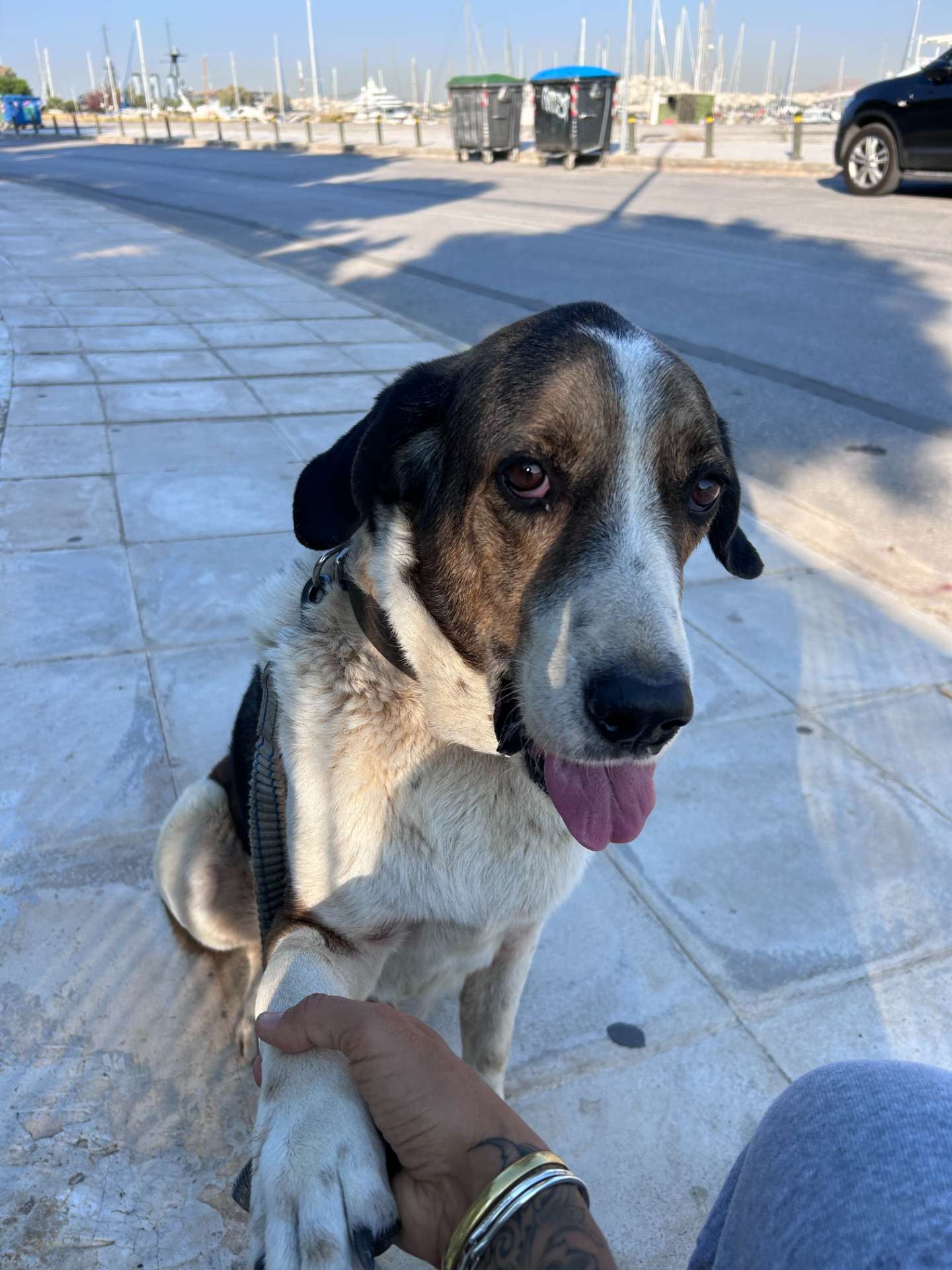Oscar the doggie handing his paw for affection
