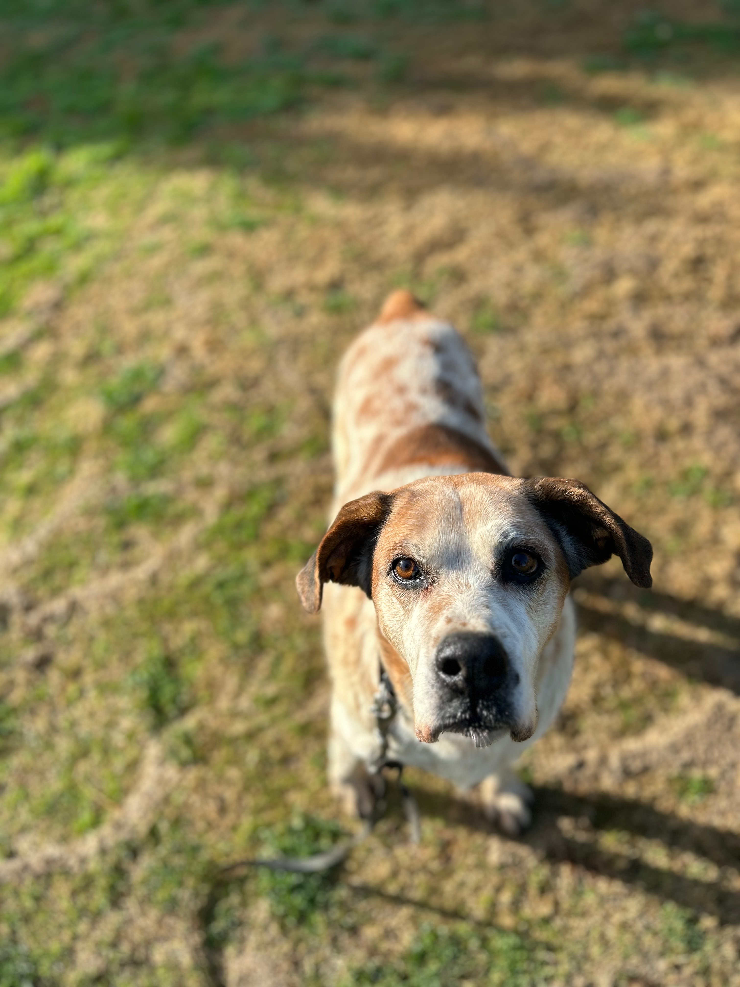 White and brown medium sized doggie standing