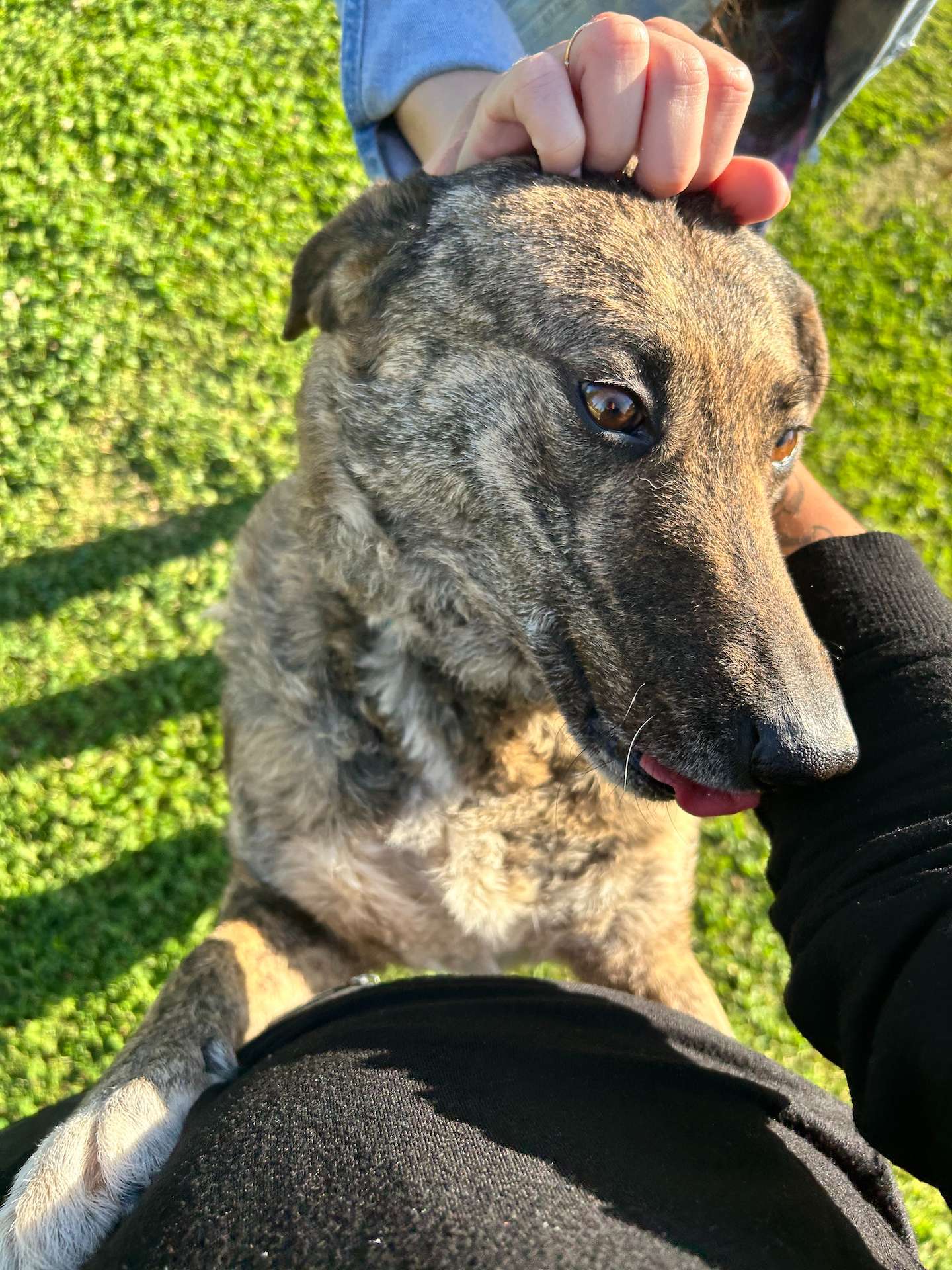 One of the twin doggies being pet by a volunteer