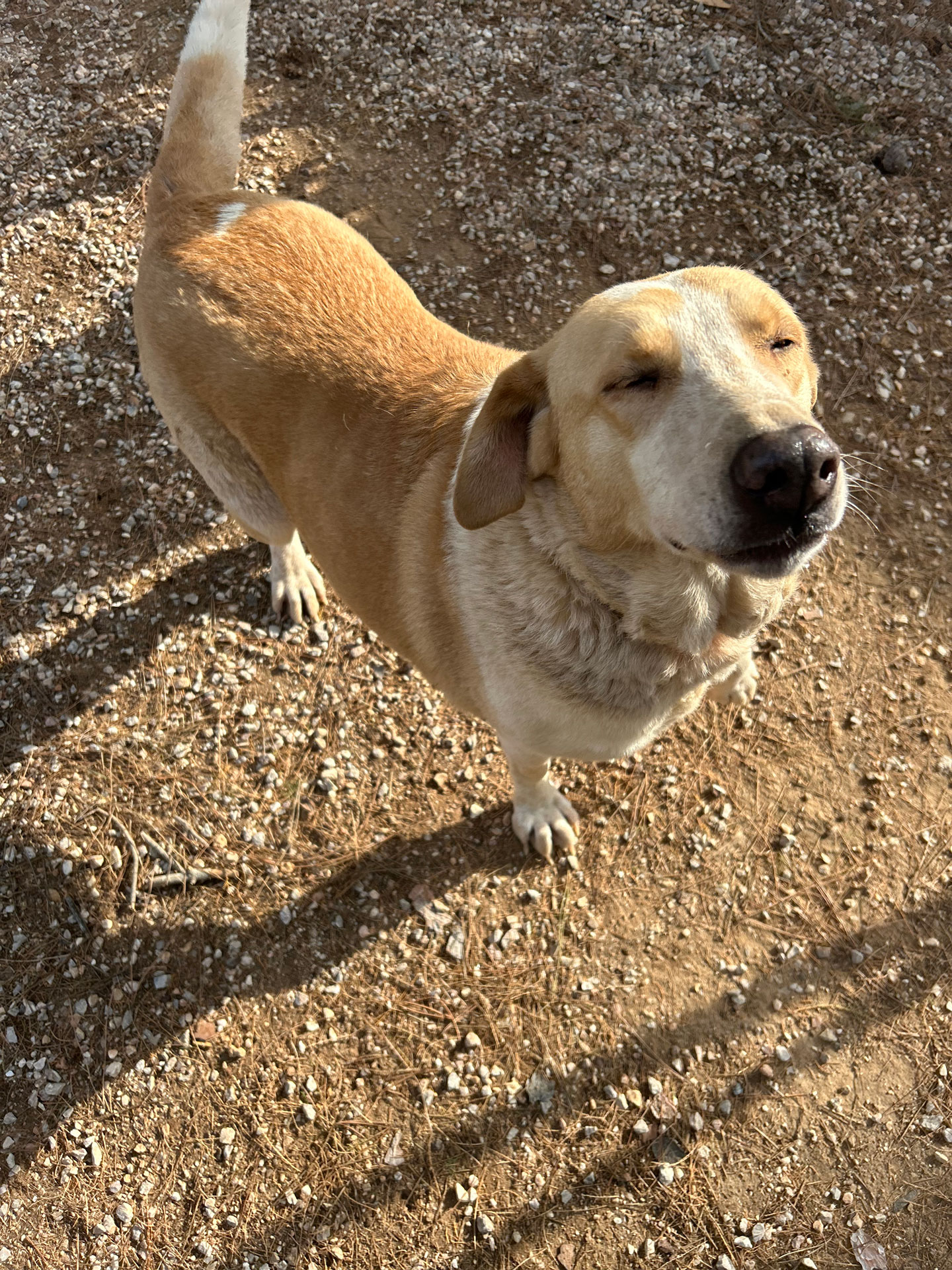 Orange and white doggie medium sized named Susie with her eyes closed enjoying life