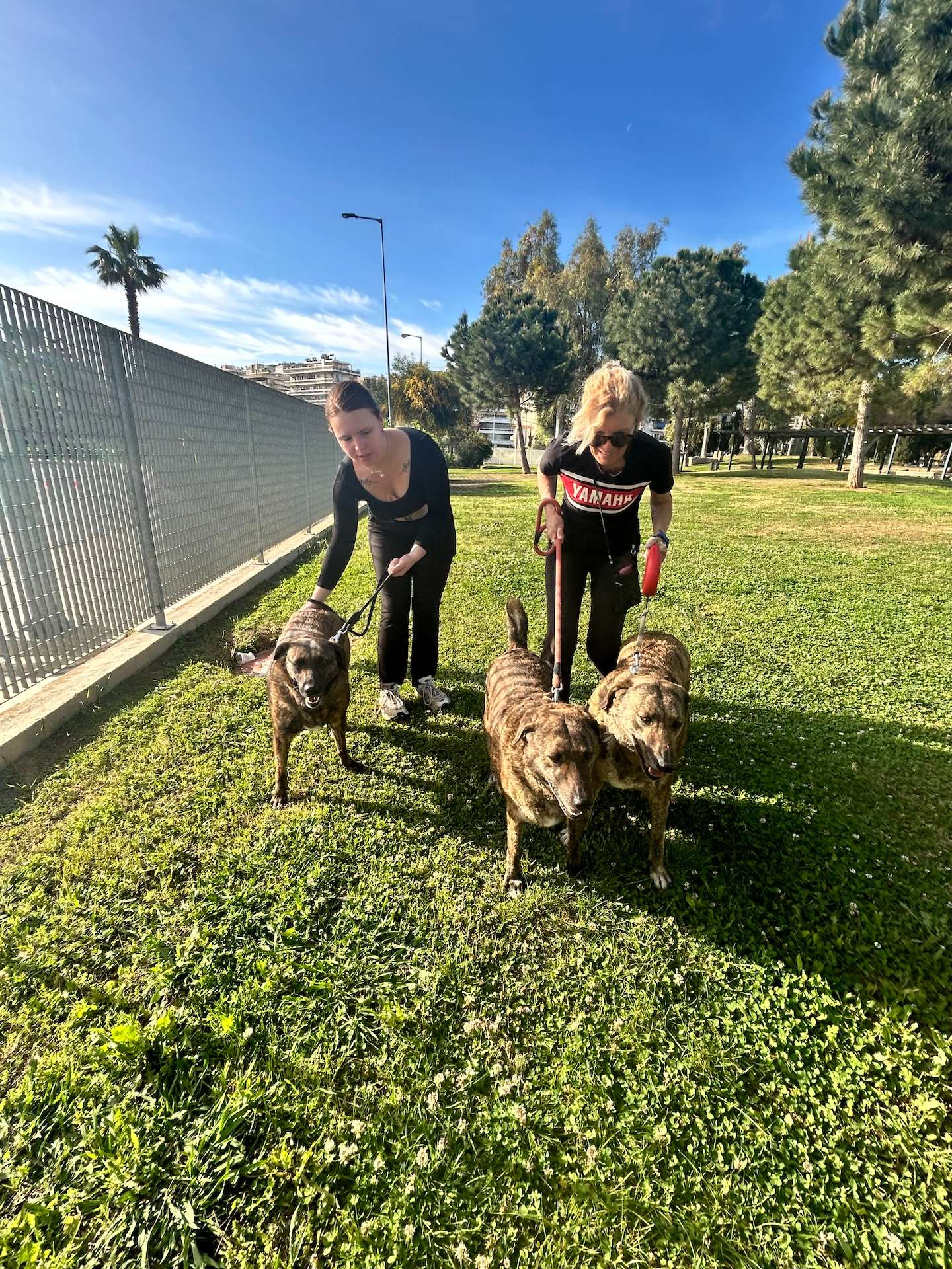 The three doggies tiger sisters walking together with volunteers