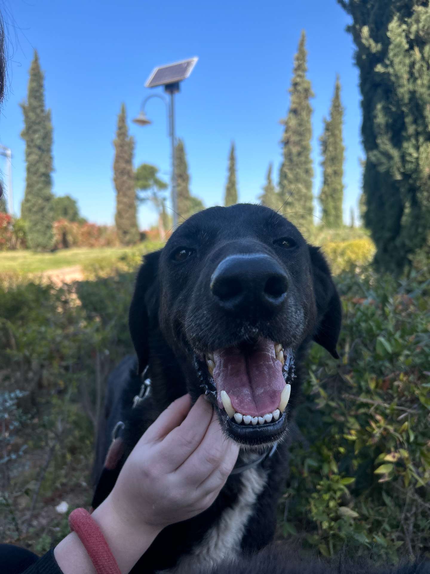 Dog called Othello happy in the middle of the park because he is being pet by one of our volunteers