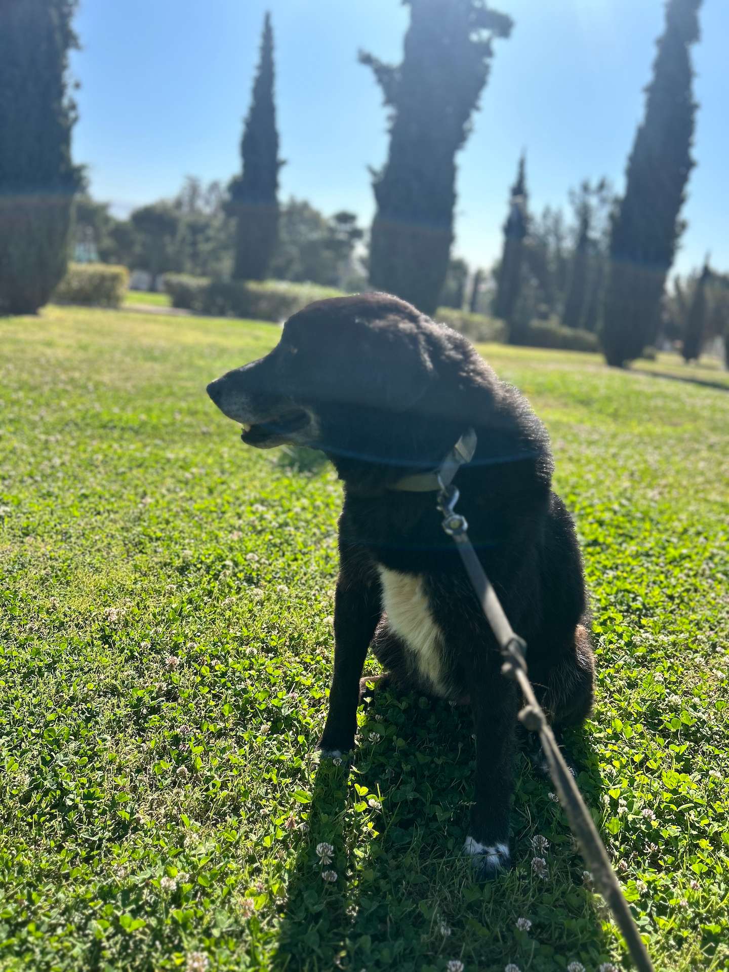 Black medium sized doggie named Pakita siting on the park