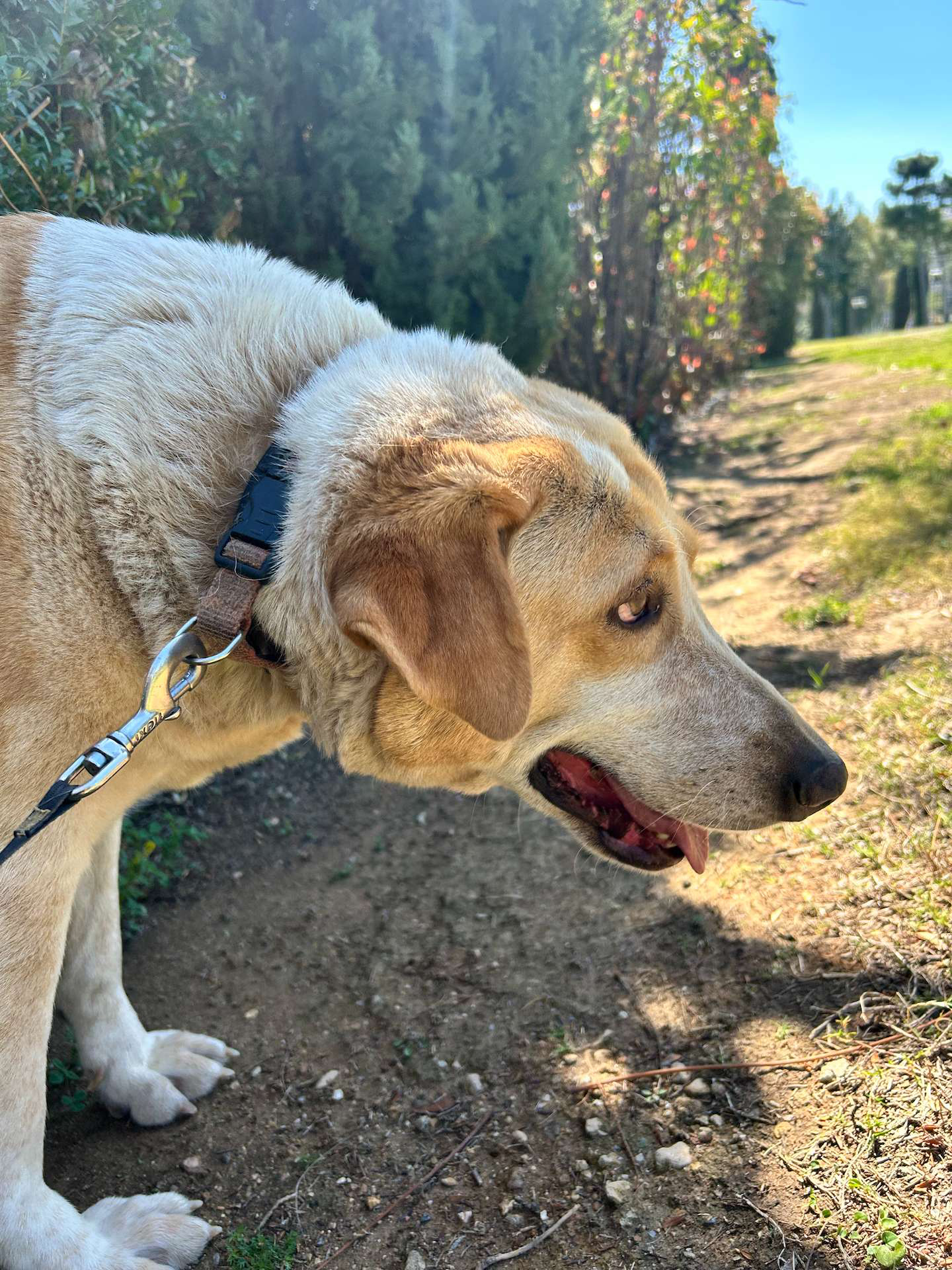 Orangeish and white dog side perspective, standing at the park during one of her morning walks