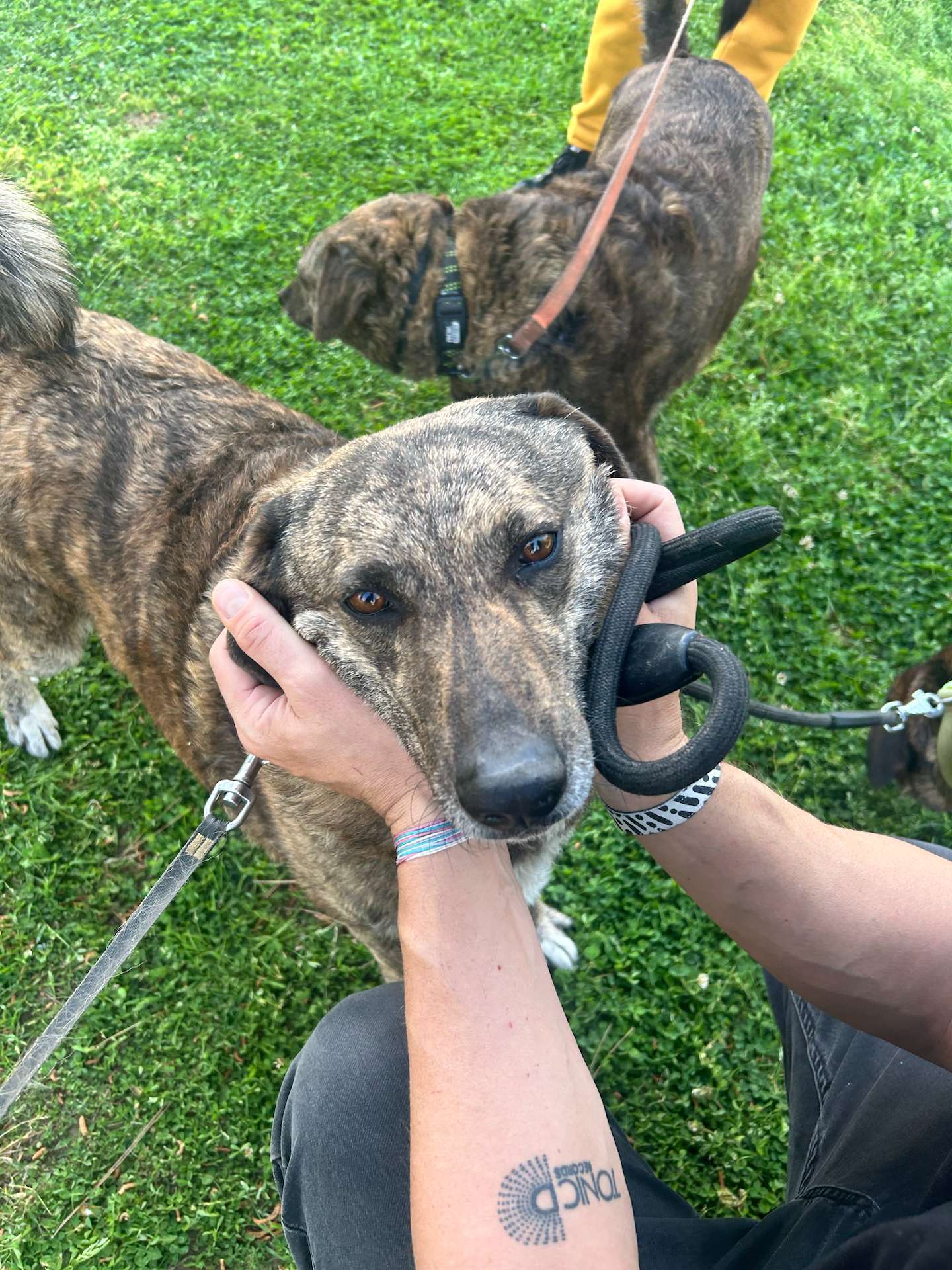 Twin sisters, Eva and Lily. Both doggies standing in the grass field, with  volunteers petting one of them 