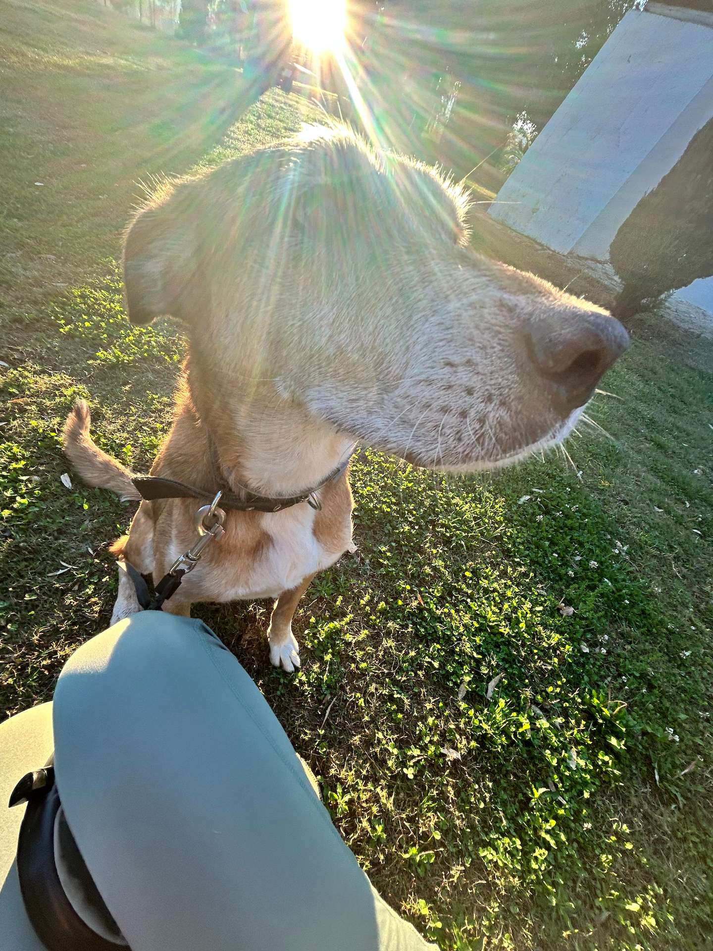 Doggie Xenia enjoying the golden hour in the park