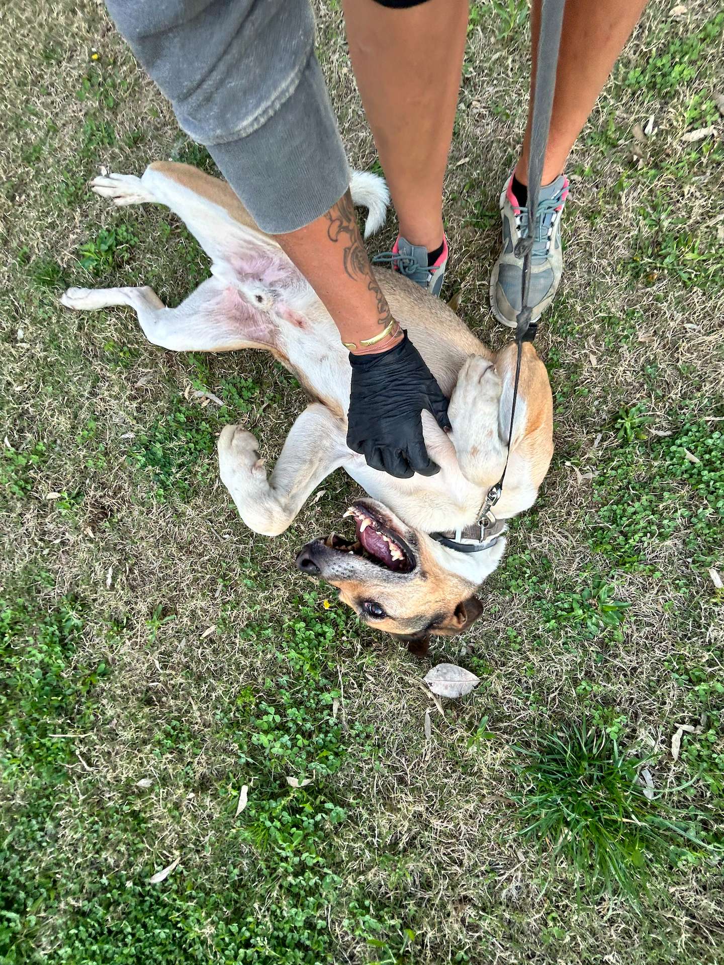 Brown and white dog named Jimmy laying on the grass field while playing and the hands of a volunteer peting him