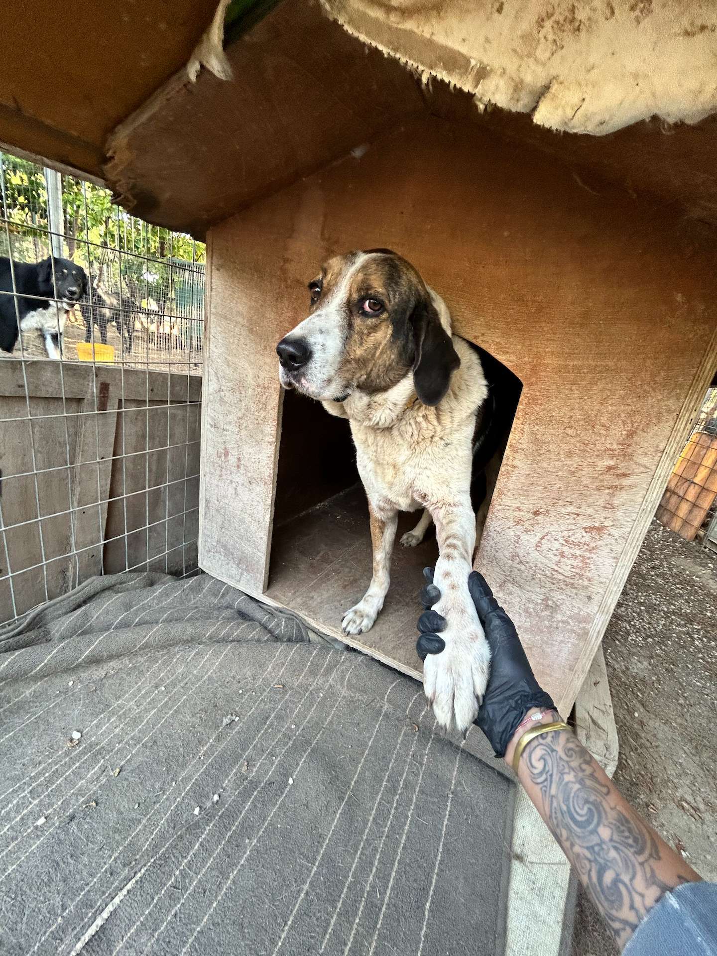 Oscar inside his wooden house handing his paw for affection