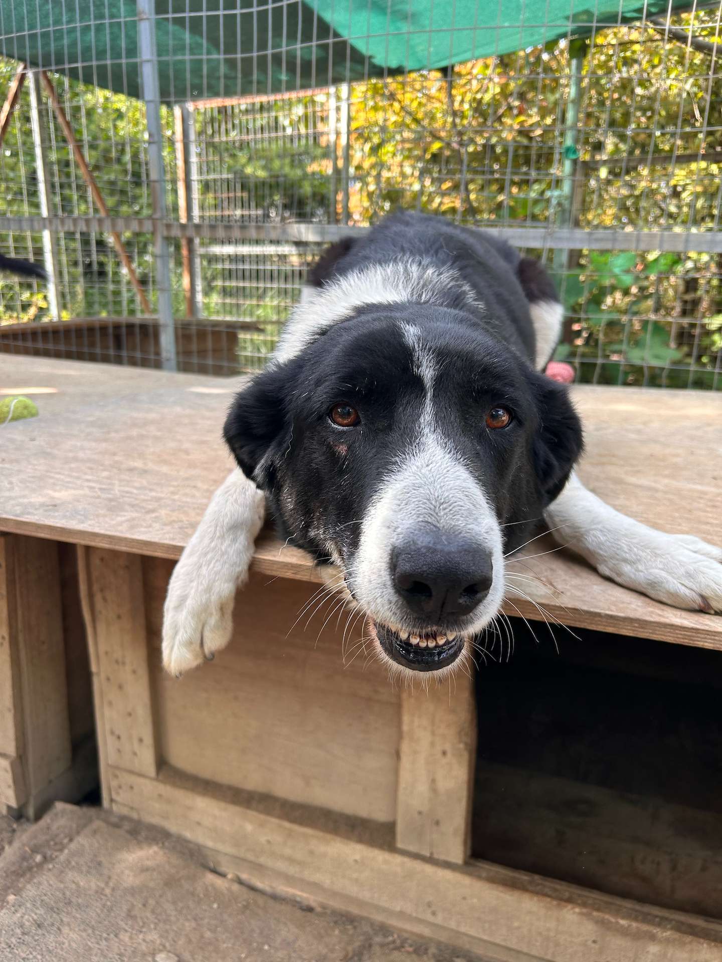 Black and white dog laying on a wooden surface 