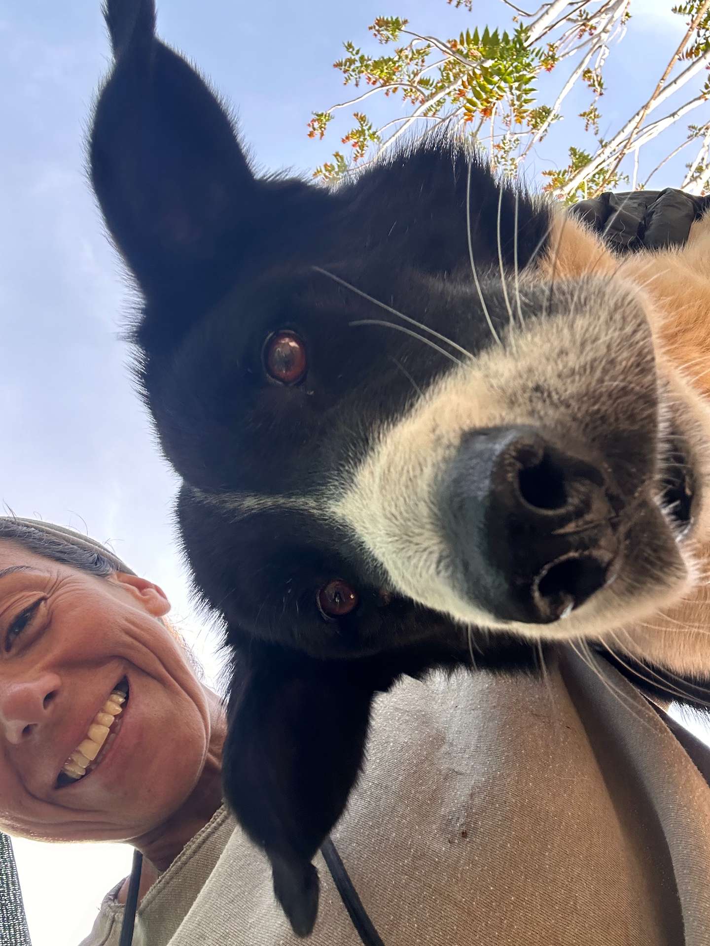 White and black dog looging to the camera from above, accompanied by a human volunteer