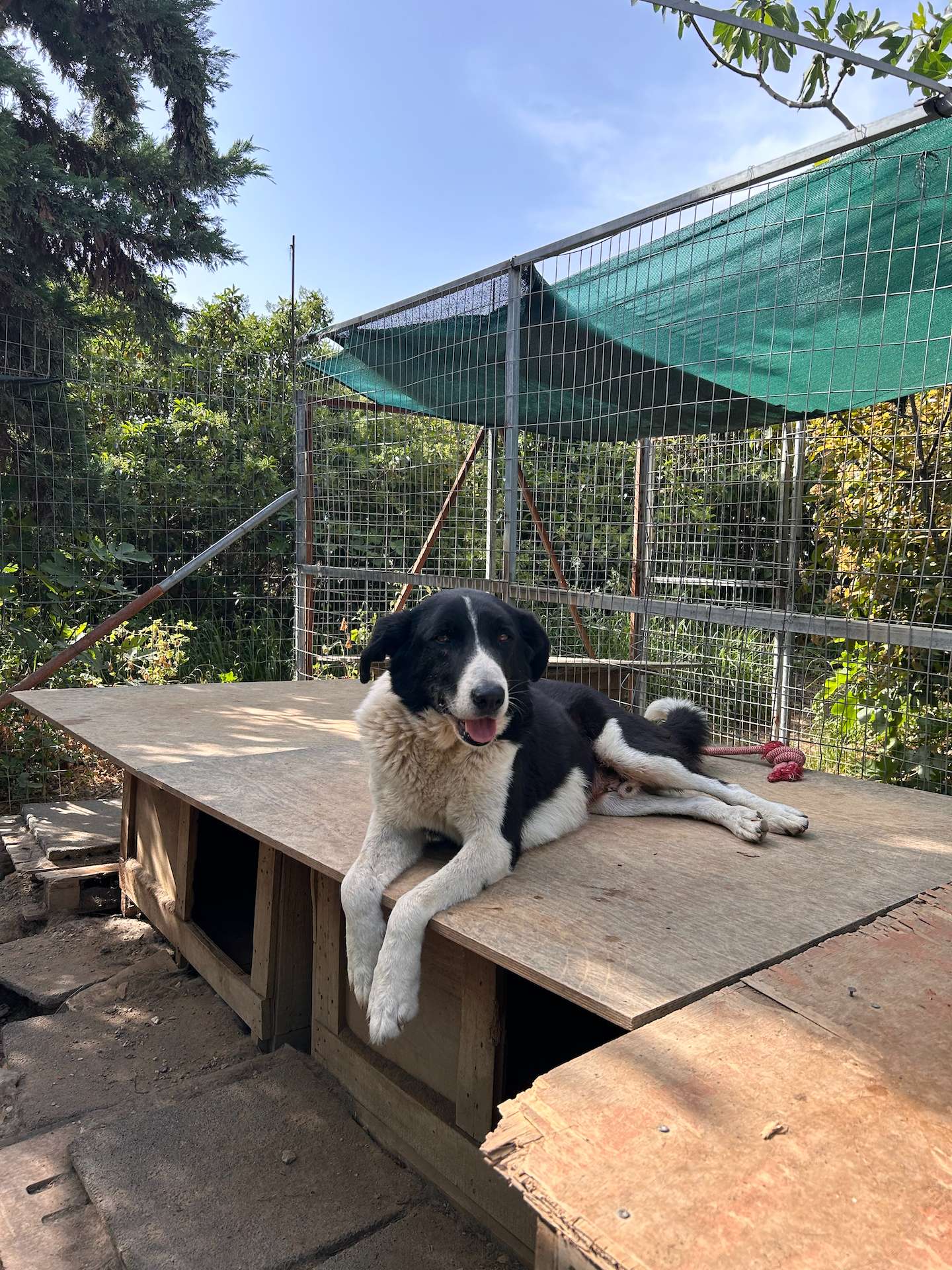 Beautiful black and white dog laying on top of a wooden stucture