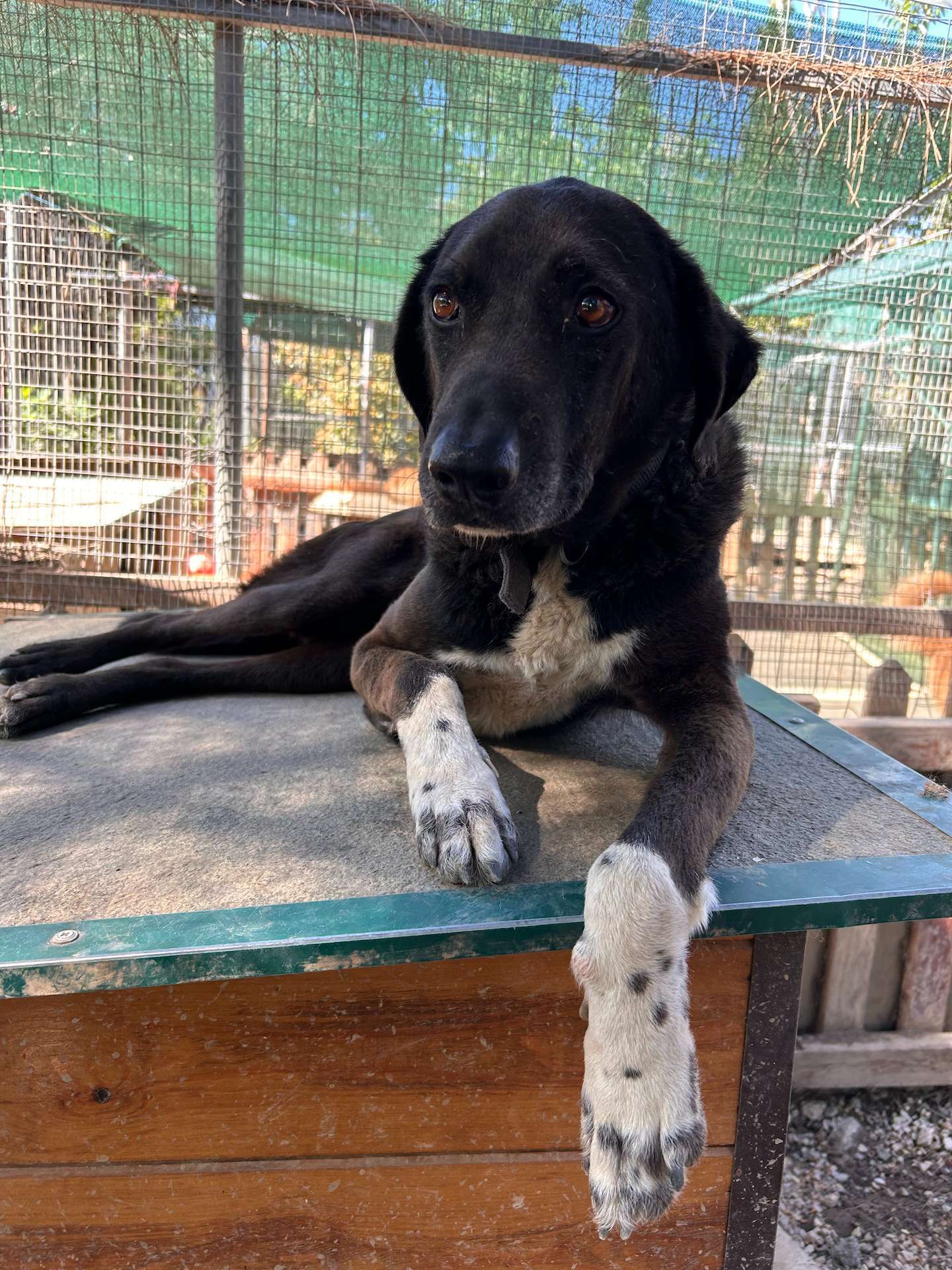 Othello resting on top of his house