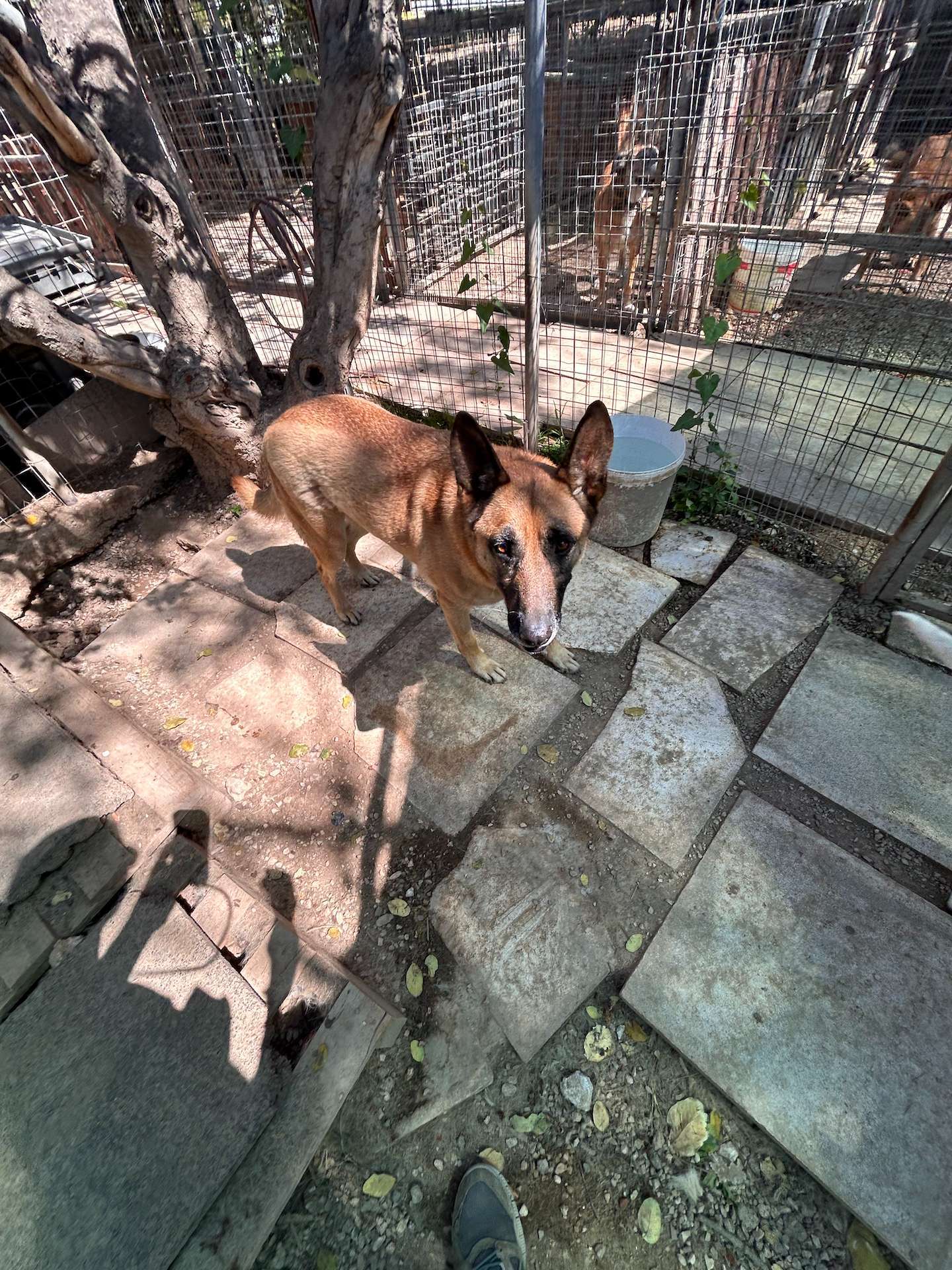 Brown doggie named Amadeus standing inside his cage on the shelter