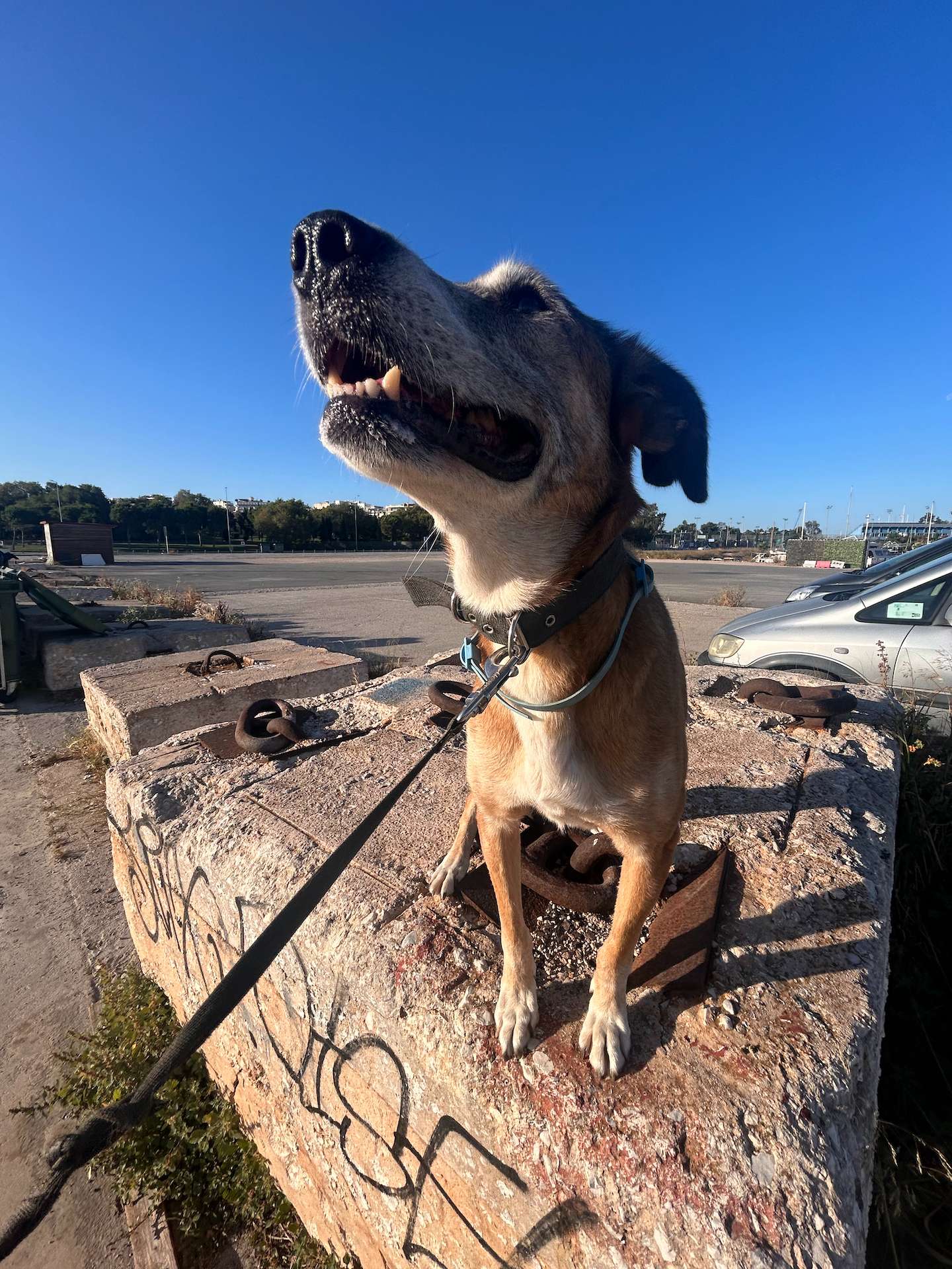 Doggie Xenia is enjoying the view from the top of a surfice of the port during one of her morning walks