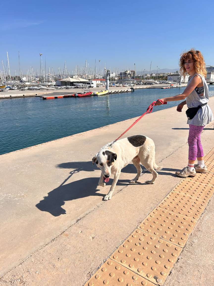 Black and white doggie called Cotton is walking next to the sea in the port with one of the shelter volunteers