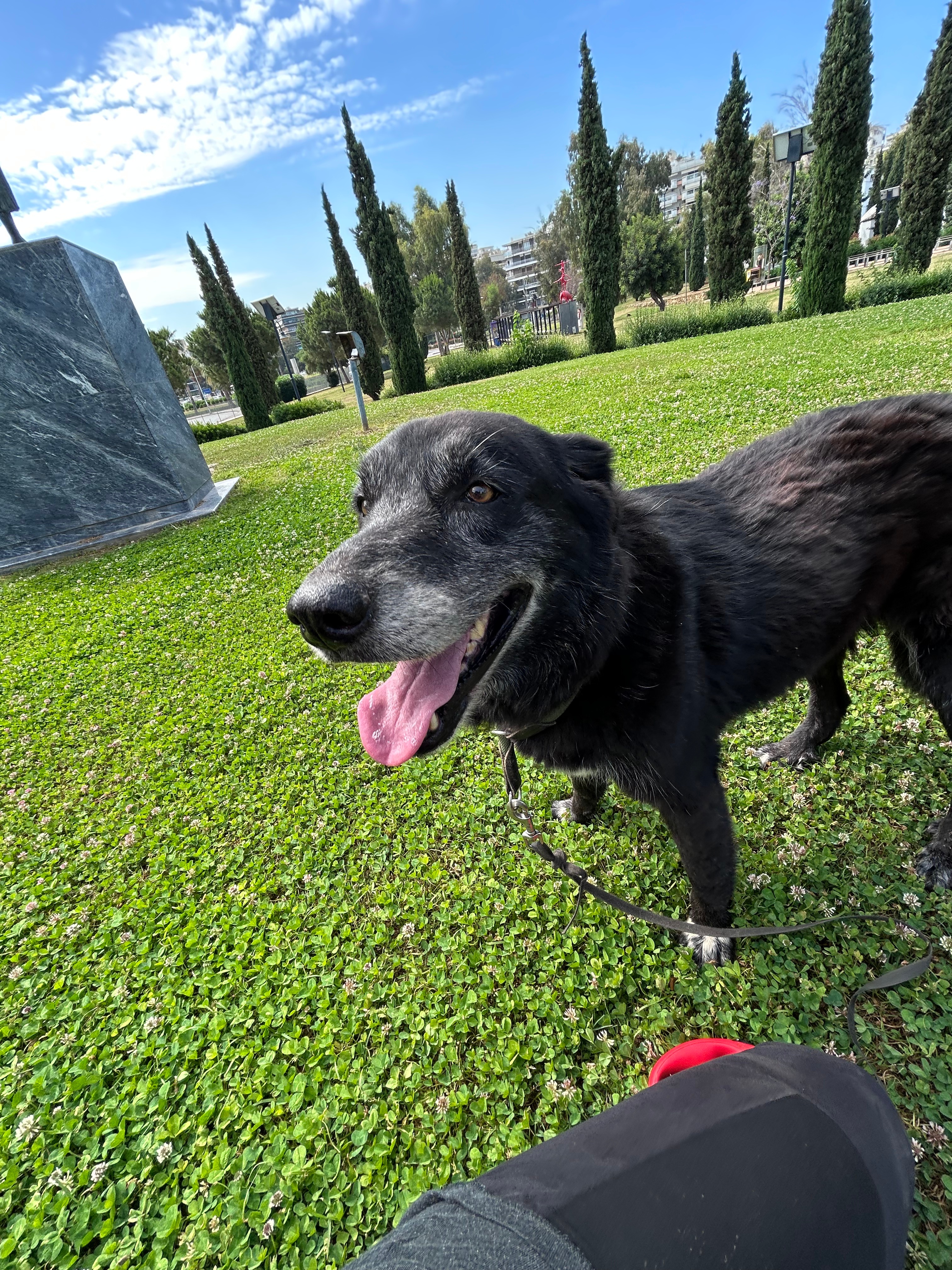 Black medium sized dog named Pakita standing in the middle of the park 