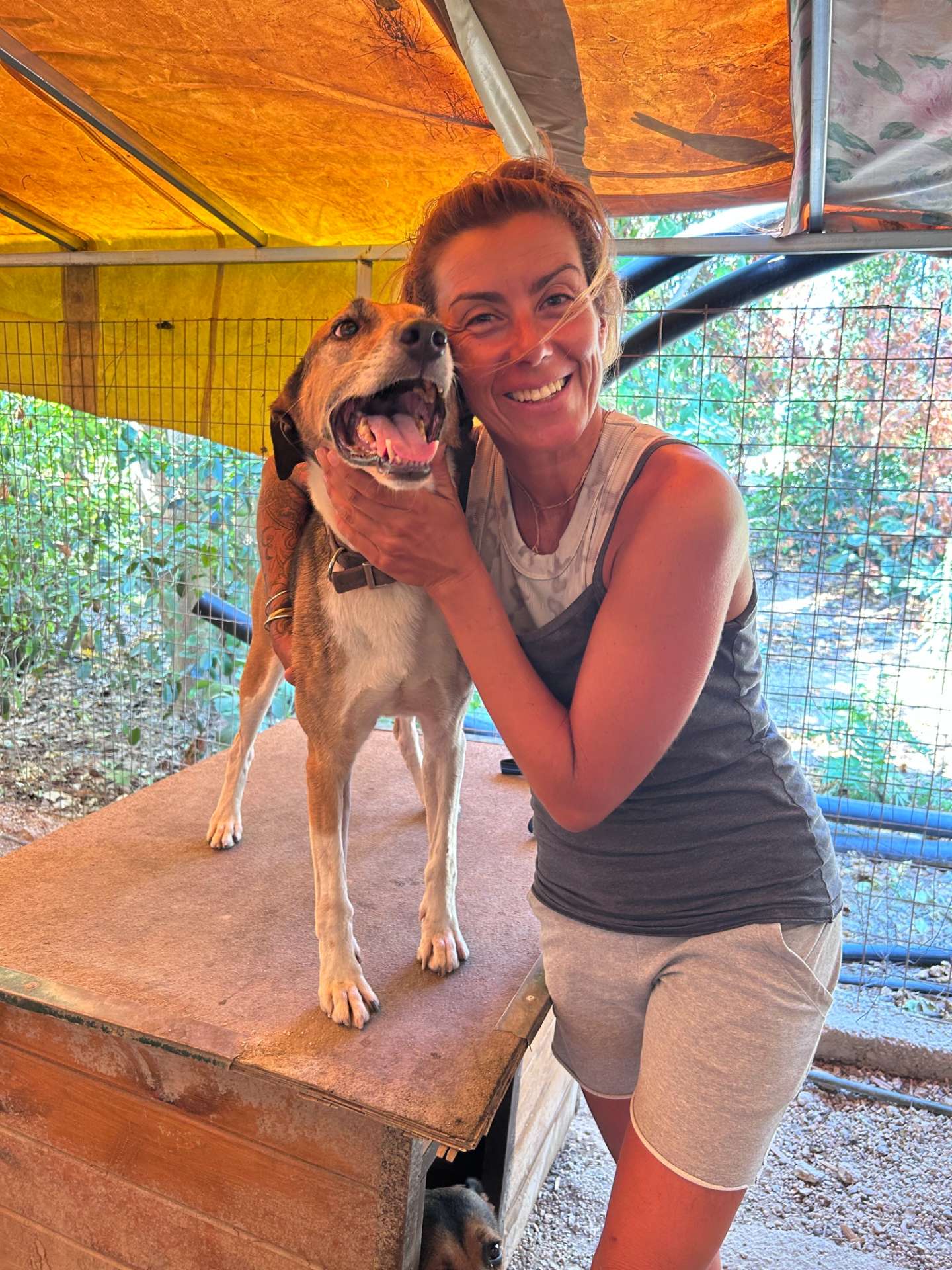 Brown and white dog called Jimmy on top aof a wooden structure with one of the shelter volunteers petting him