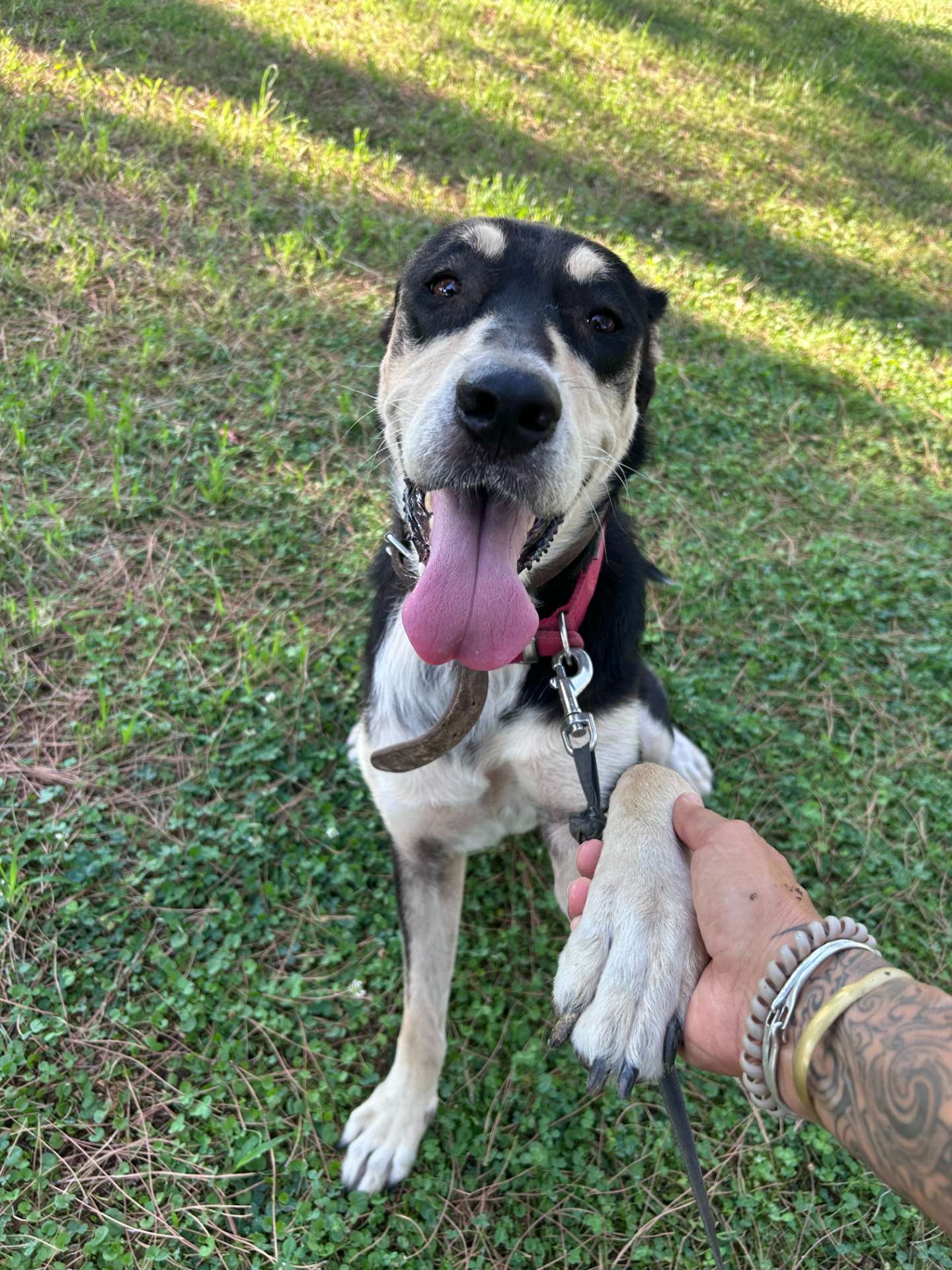 Brown and black doggie called Rosie handing her paw happily to one of the shelter volunteers